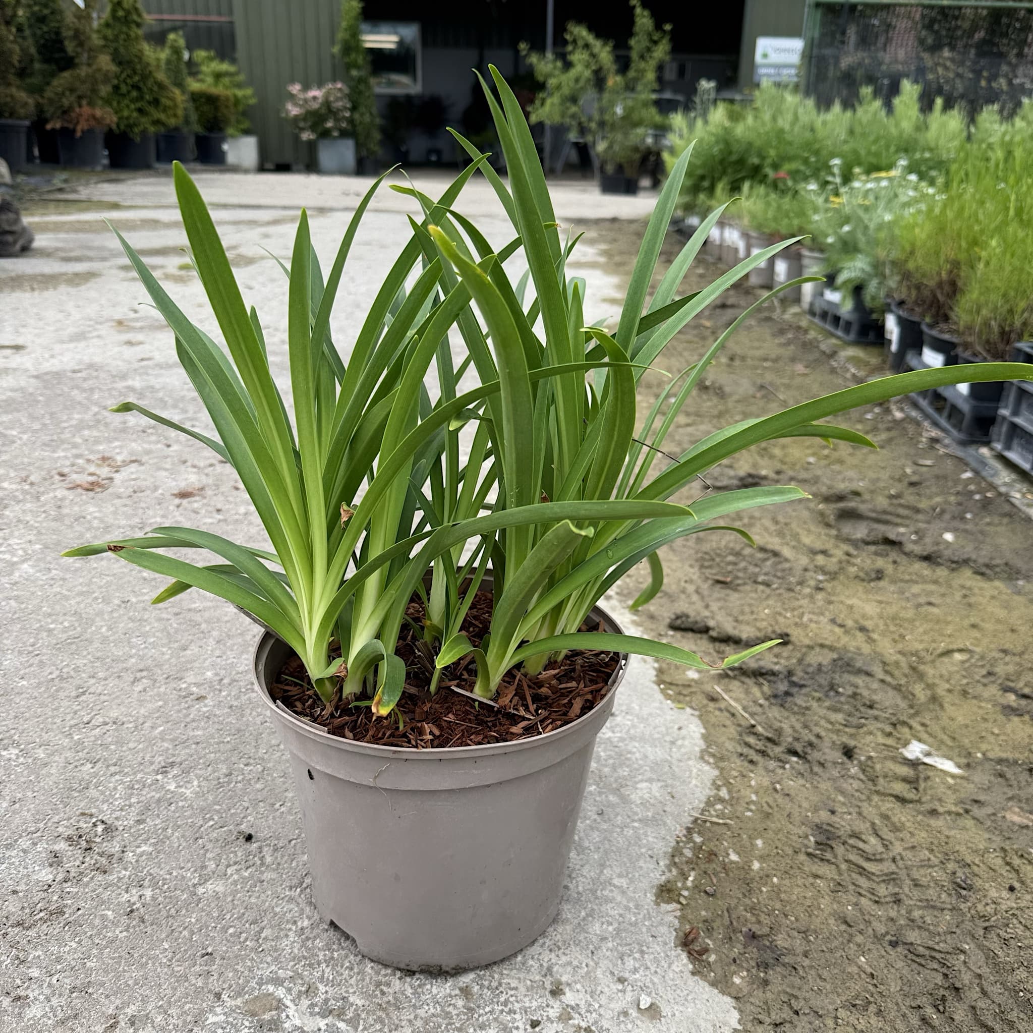 Agapanthus 'Columba'