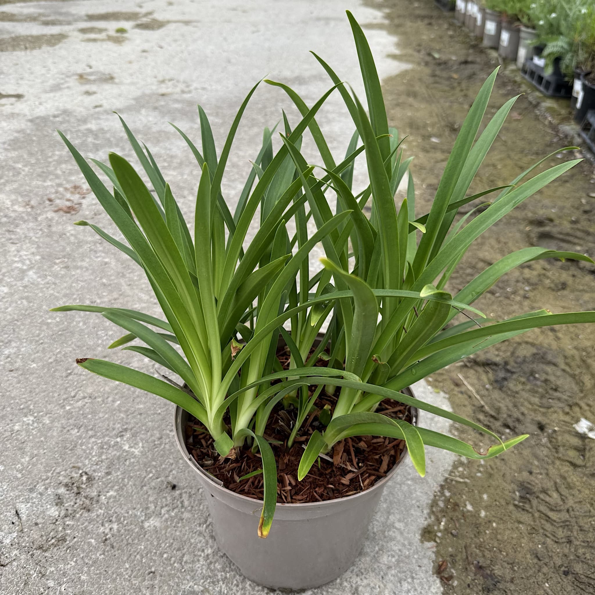 Agapanthus 'Columba'