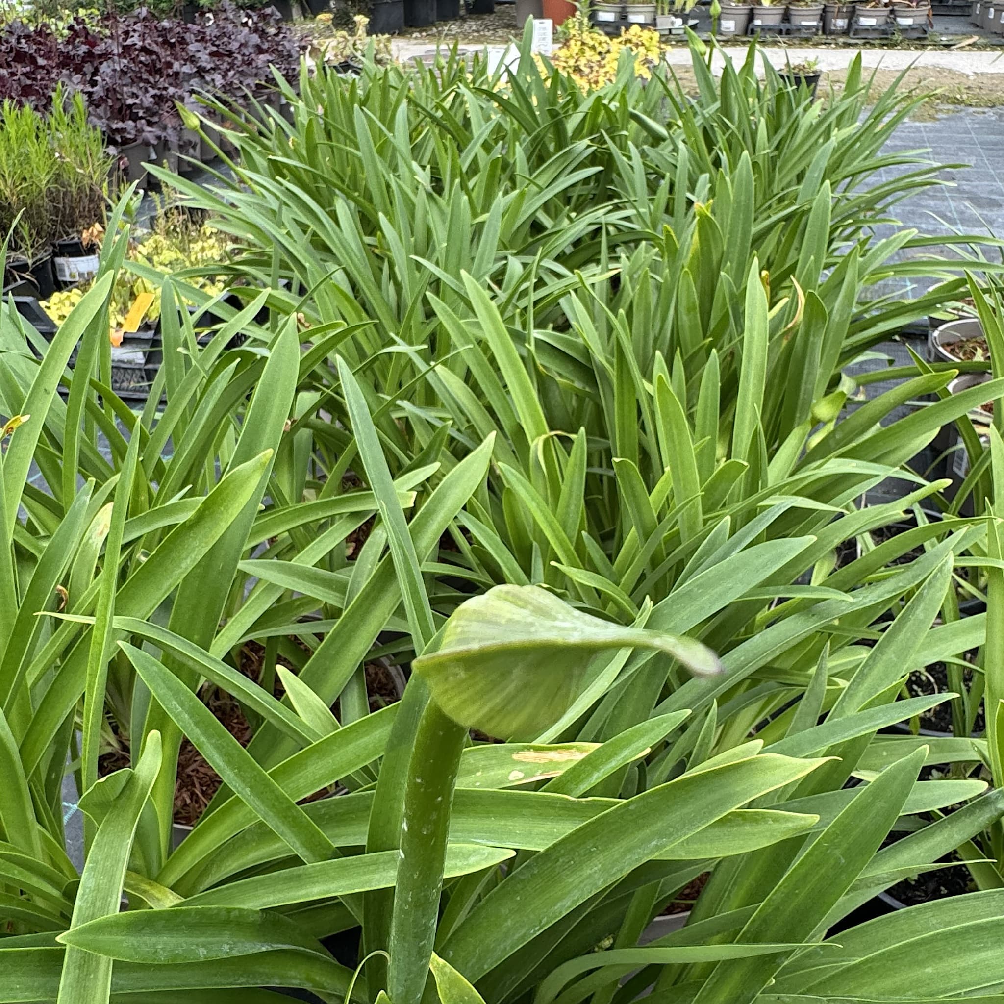 Agapanthus 'Columba'