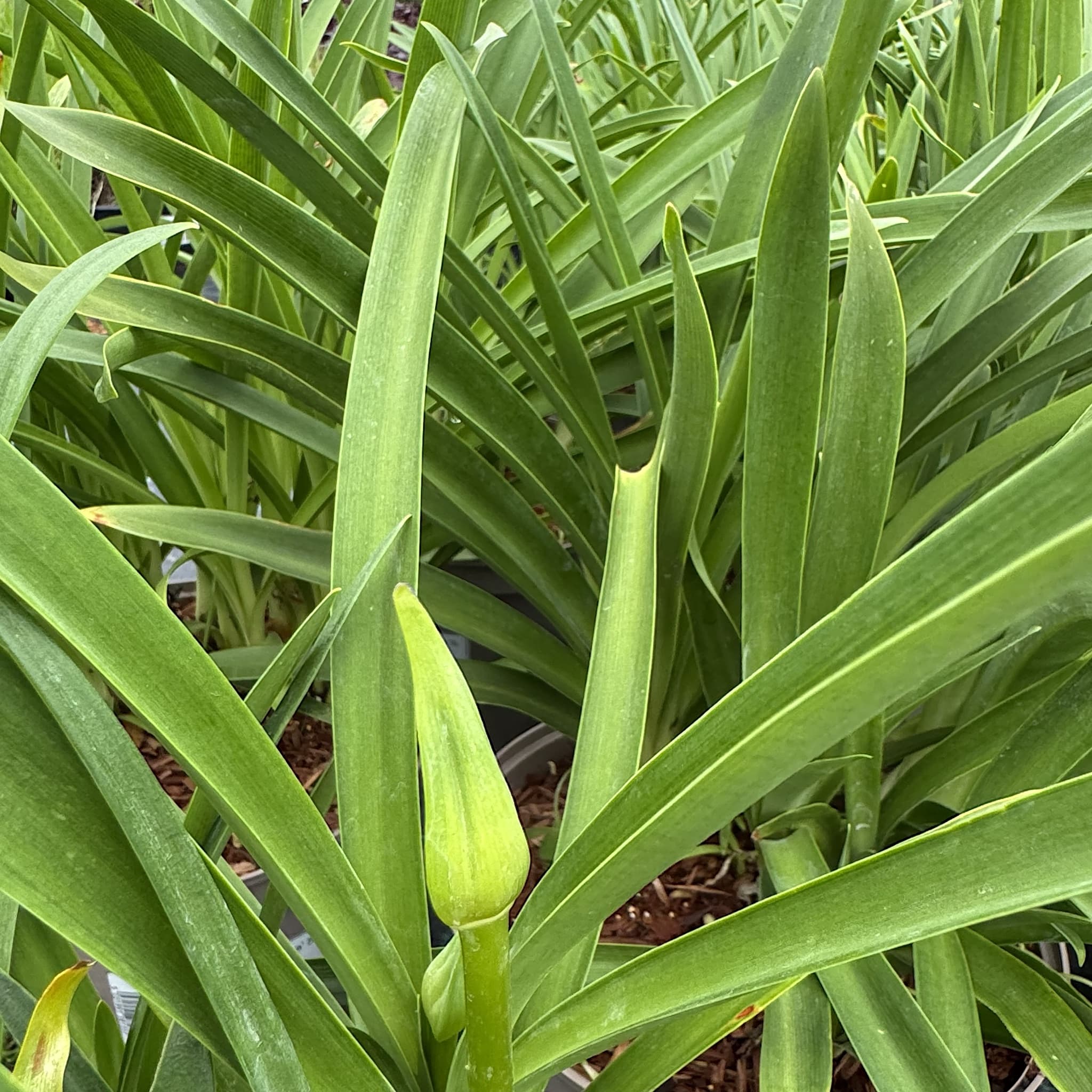 Agapanthus 'Columba'