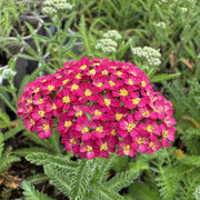 Achillea 'Milly Rock Cherry'