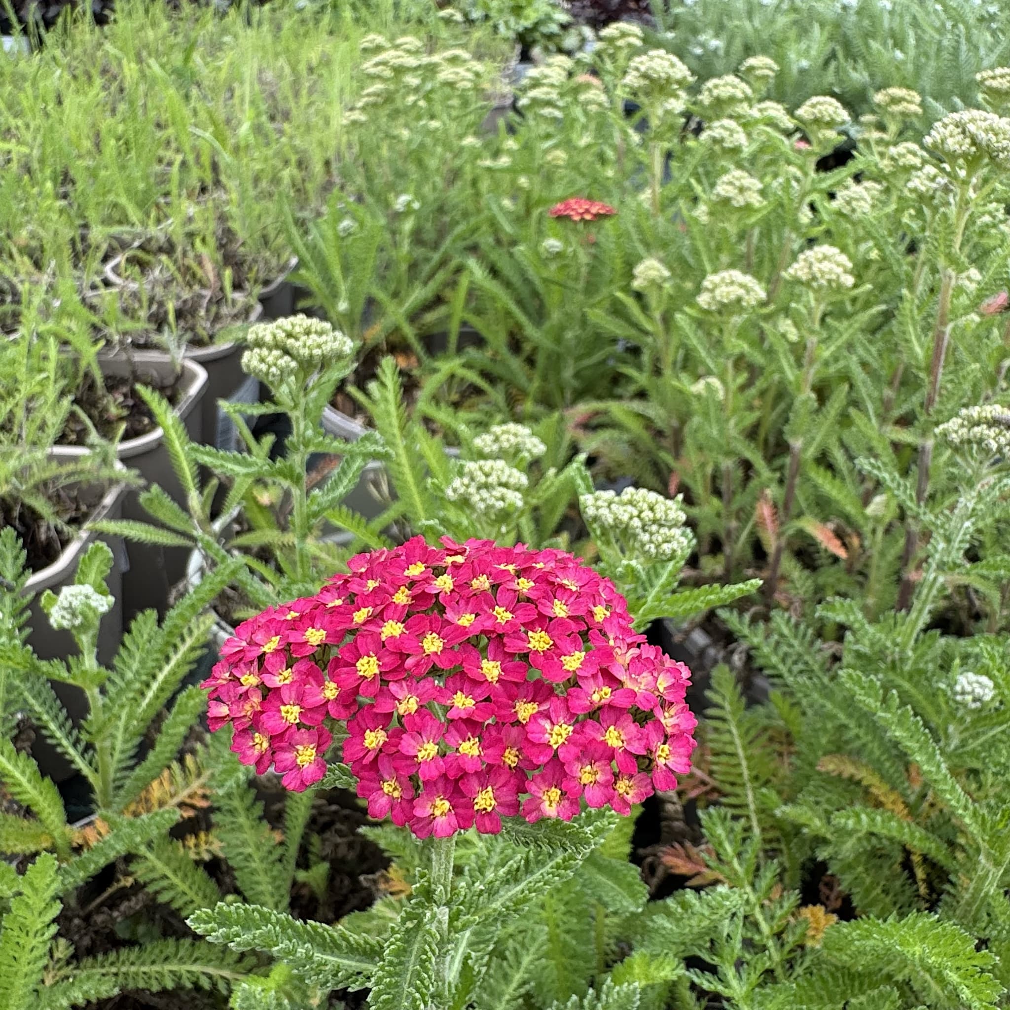 Achillea 'Milly Rock Cherry'