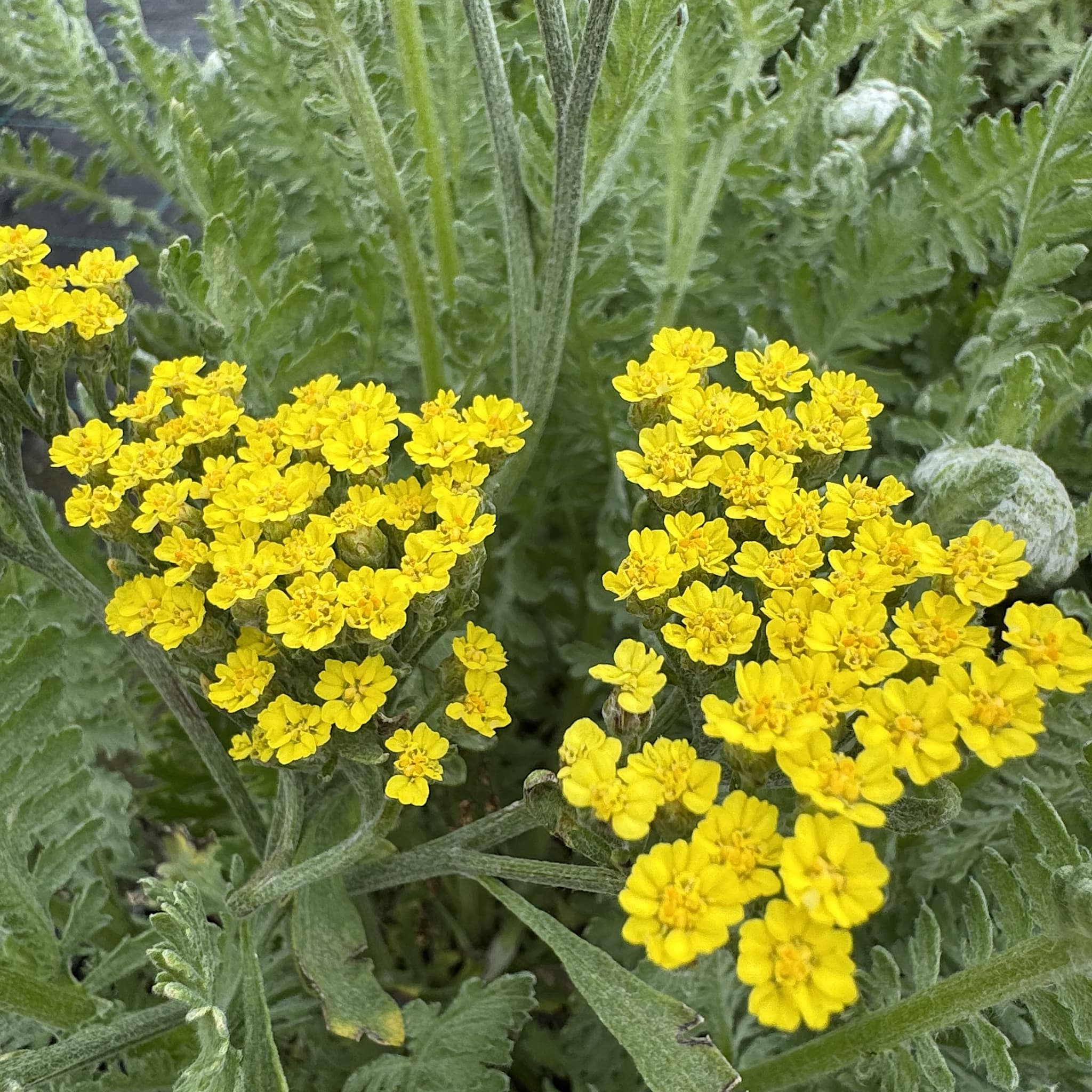 Achillea 'Moonshine'