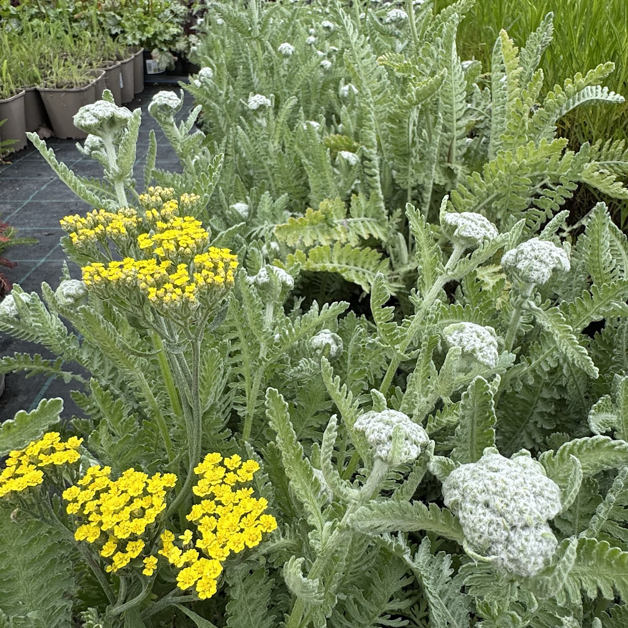 Achillea 'Moonshine'
