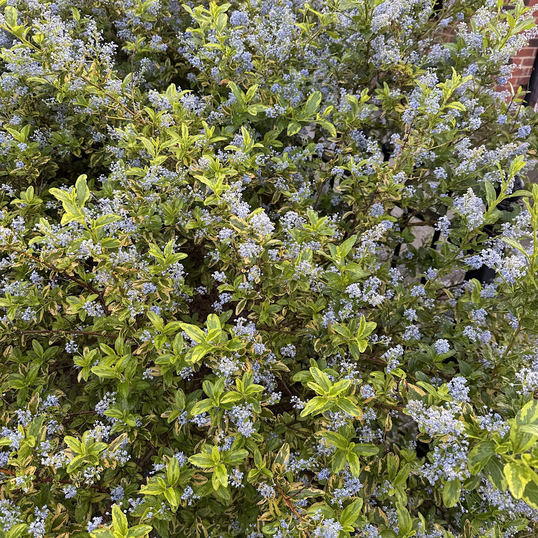 Ceanothus 'Eldorado'