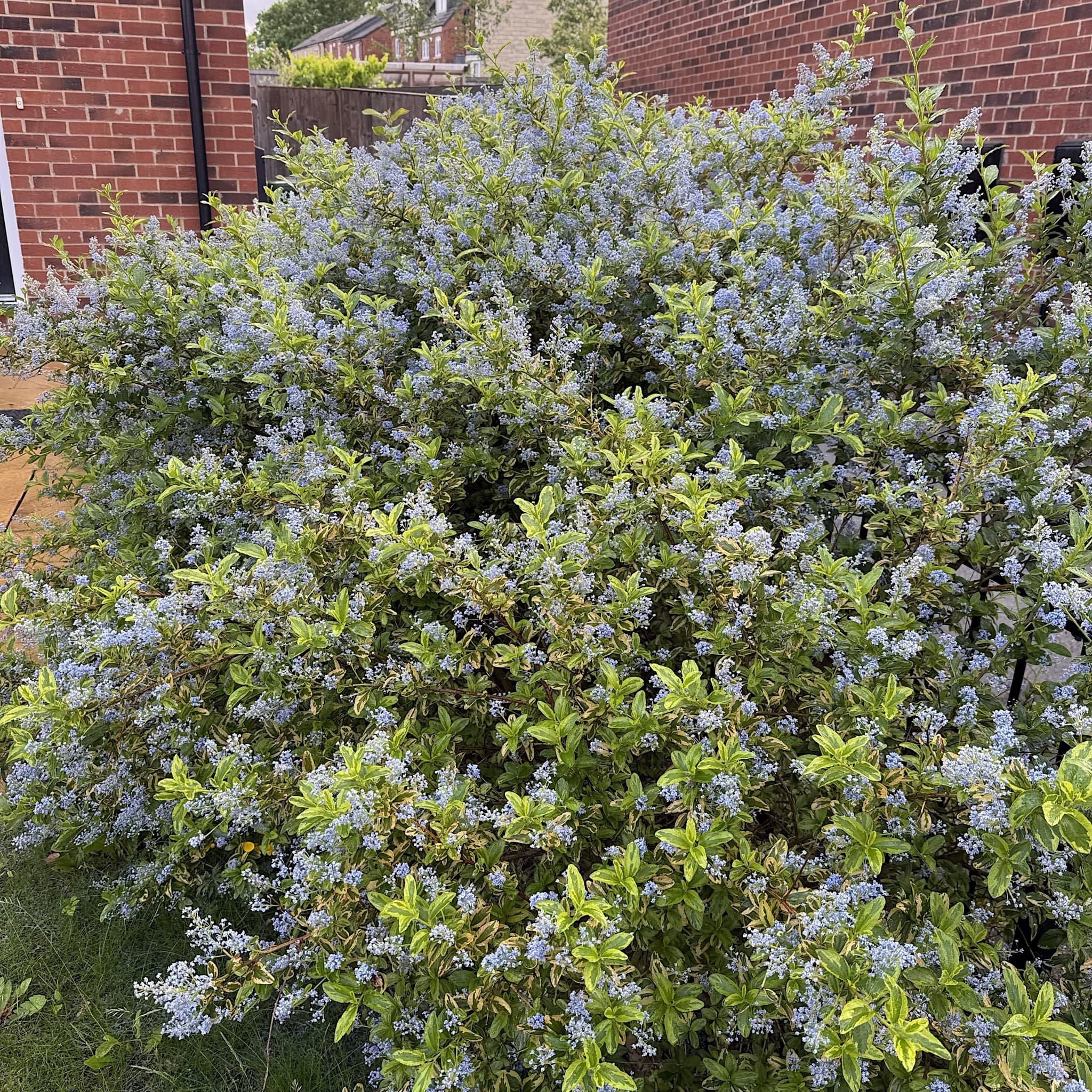 Ceanothus 'Eldorado'