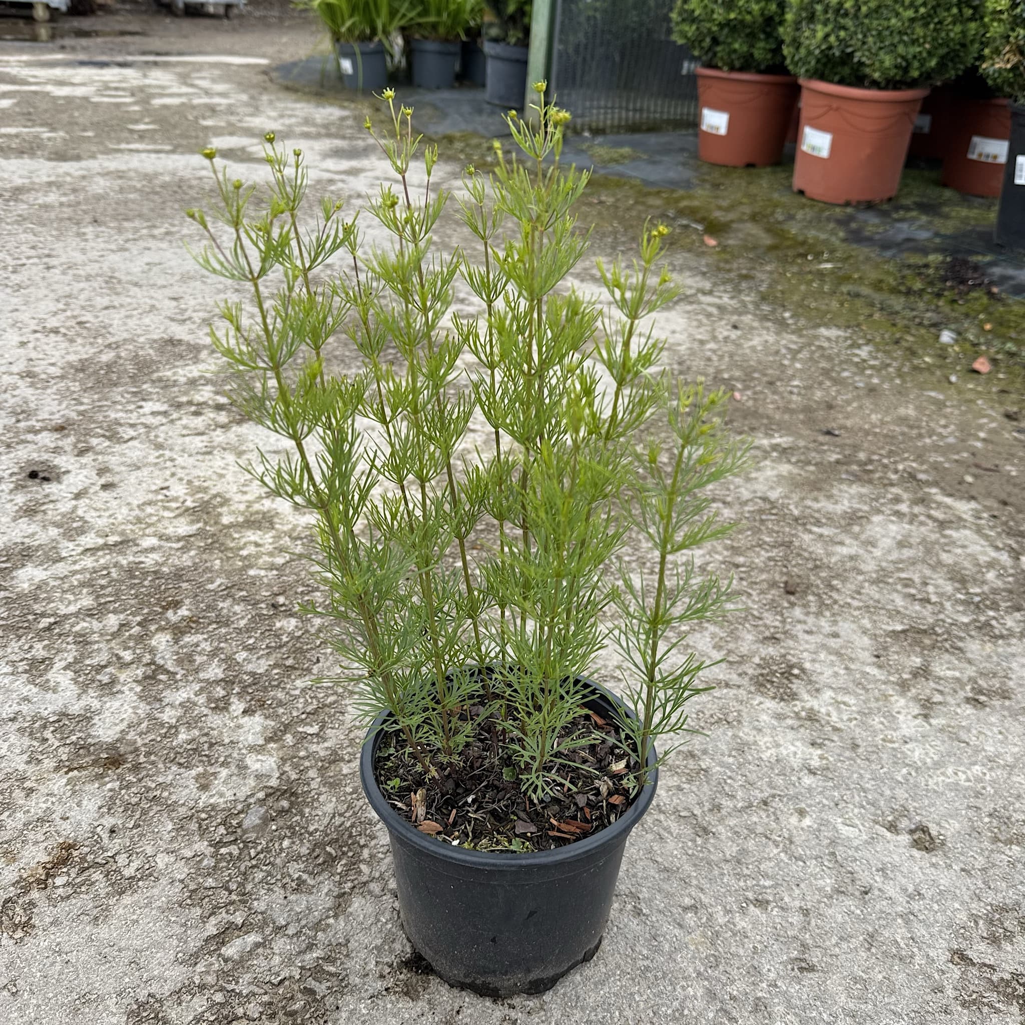 Coreopsis vert. 'Zagreb'