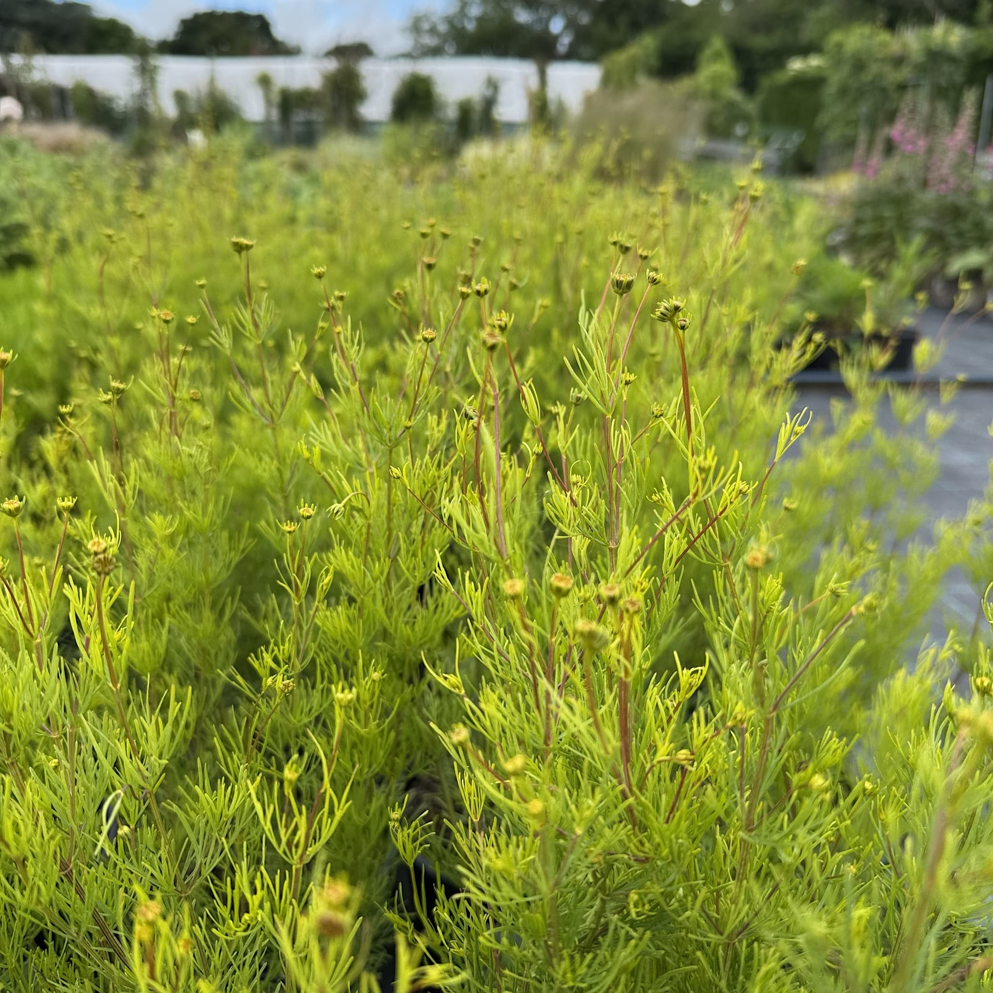 Coreopsis vert. 'Zagreb'