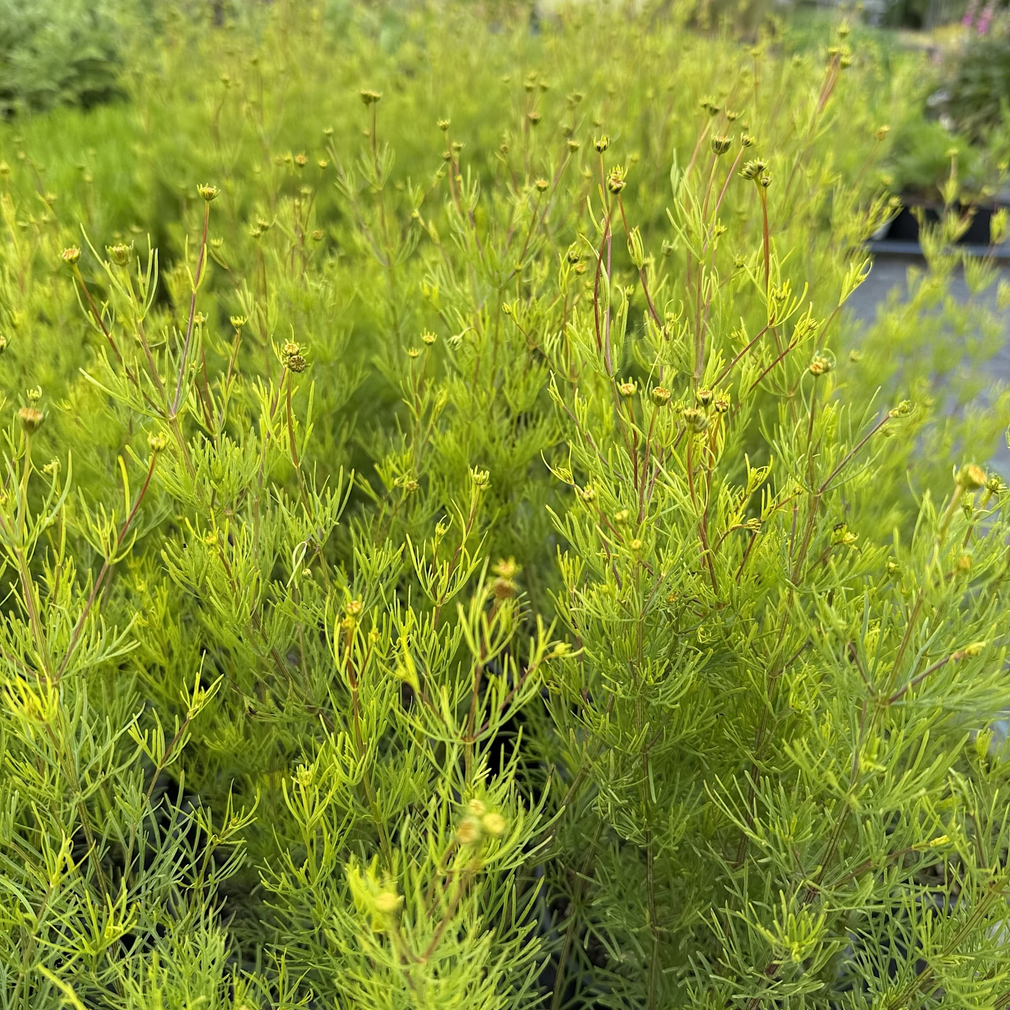 Coreopsis vert. 'Zagreb'