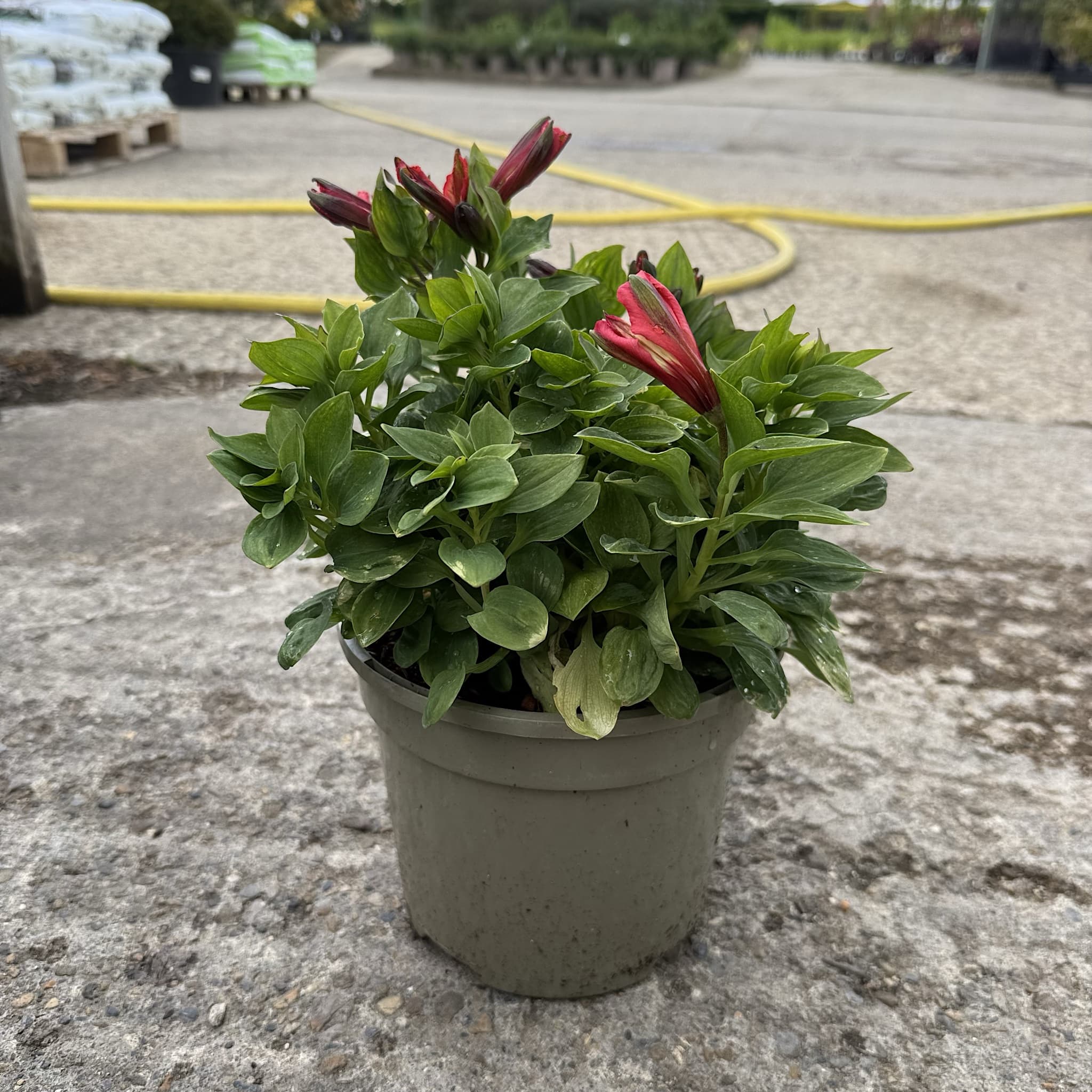 Alstroemeria 'Inticancha Bryce'