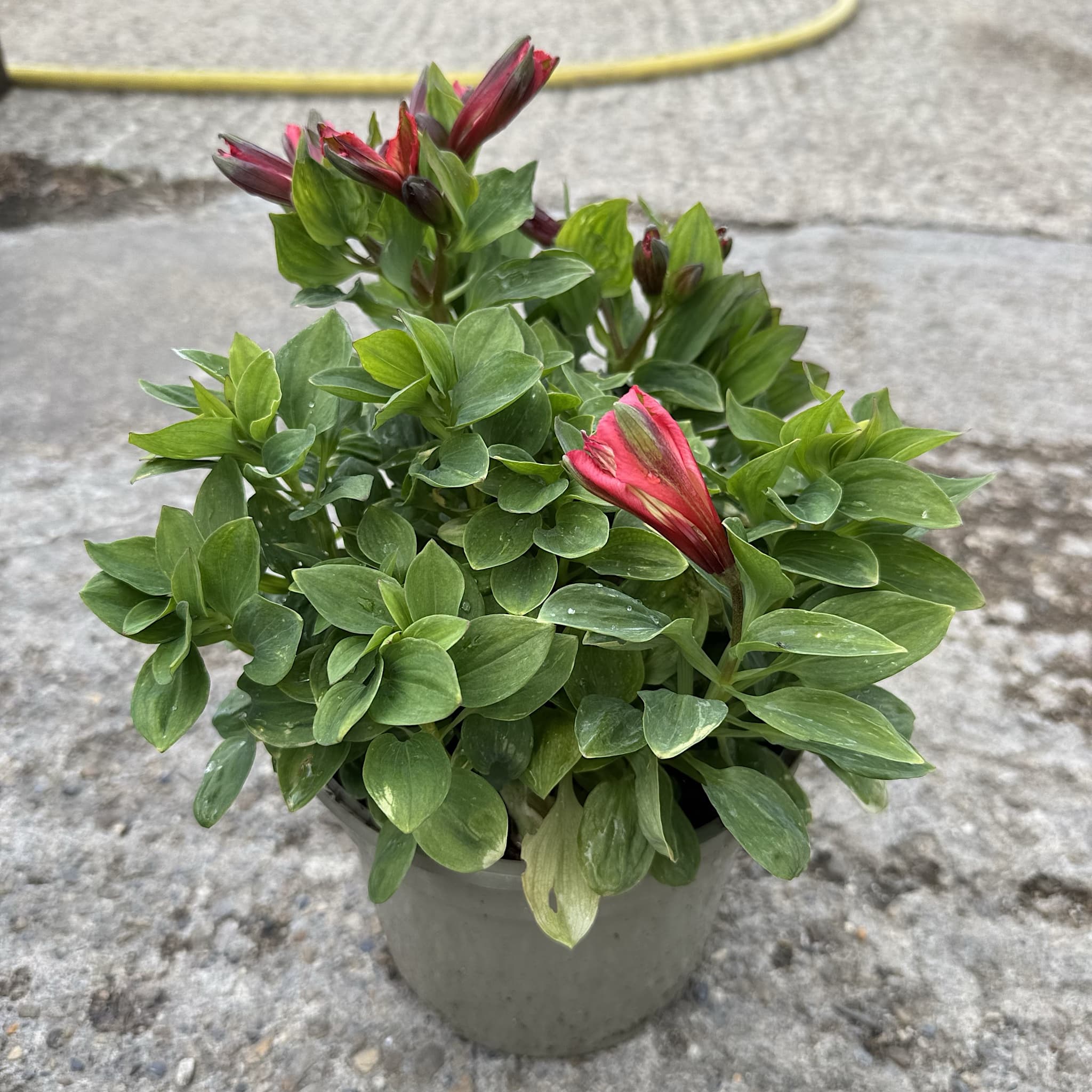 Alstroemeria 'Inticancha Bryce'