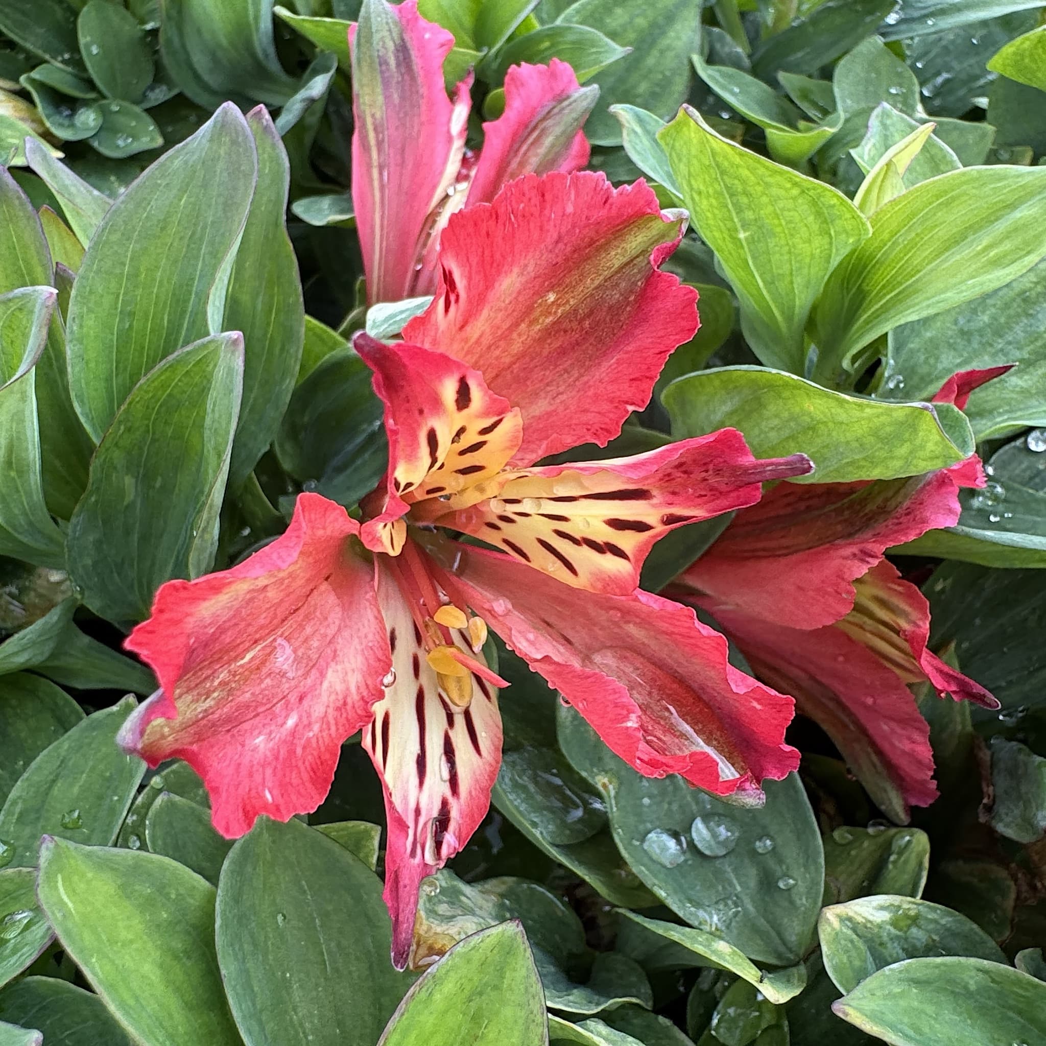 Alstroemeria 'Inticancha Bryce'