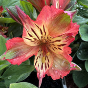 Alstroemeria 'Inticancha Bryce'