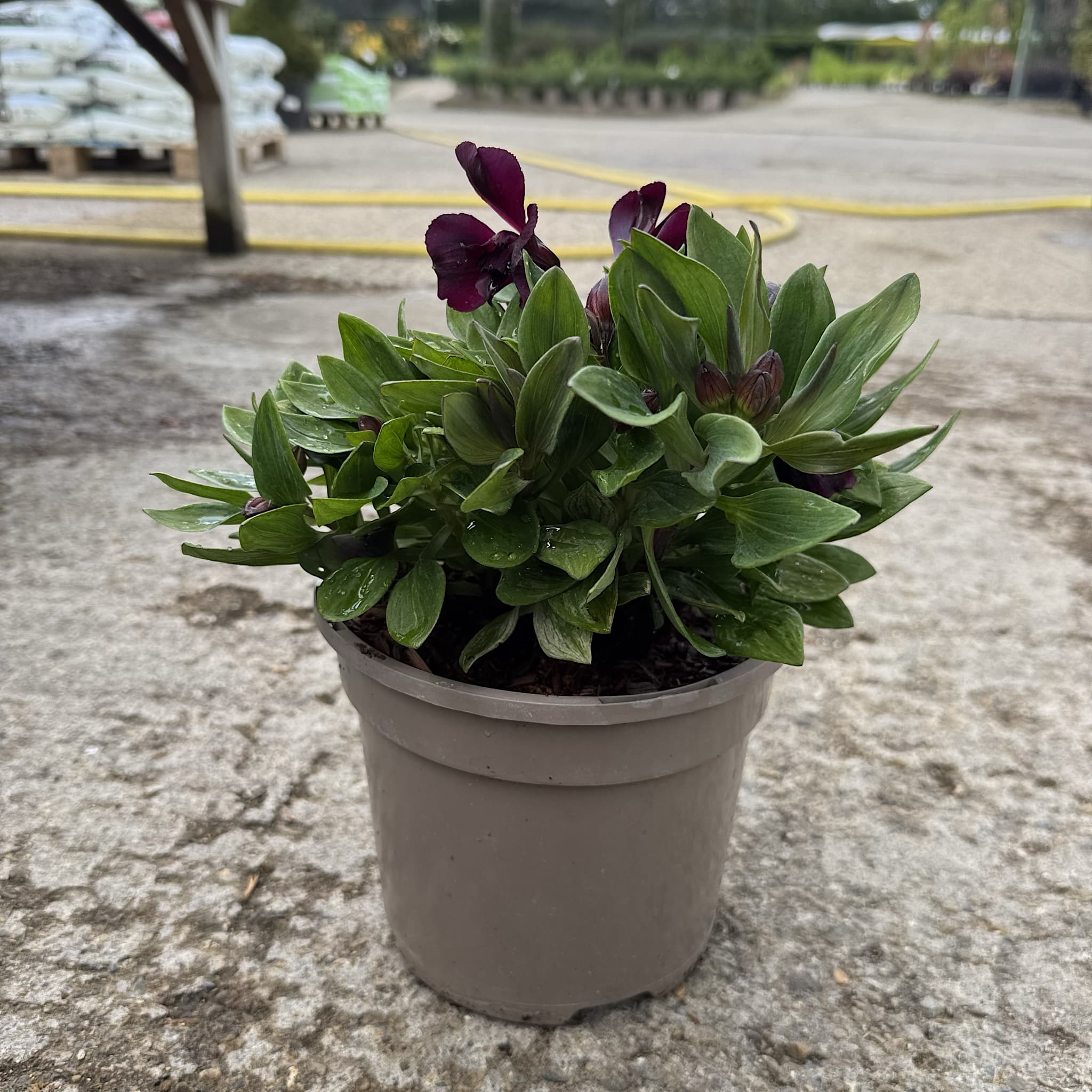Alstroemeria inticancha 'Paraiso'