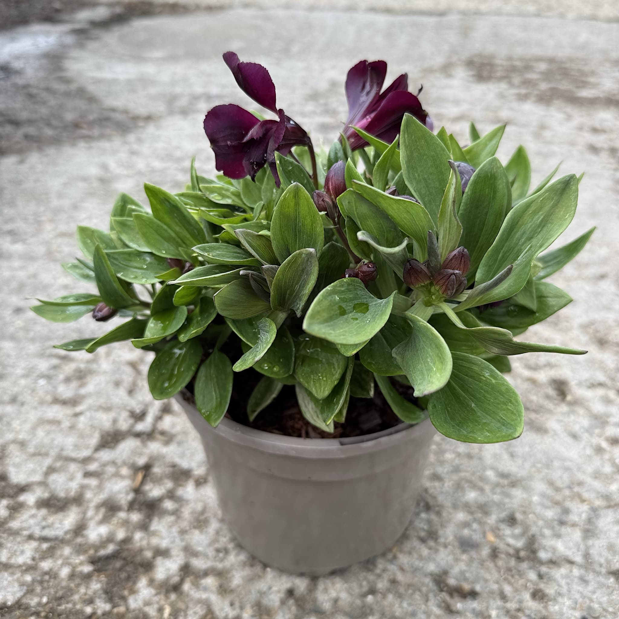 Alstroemeria inticancha 'Paraiso'