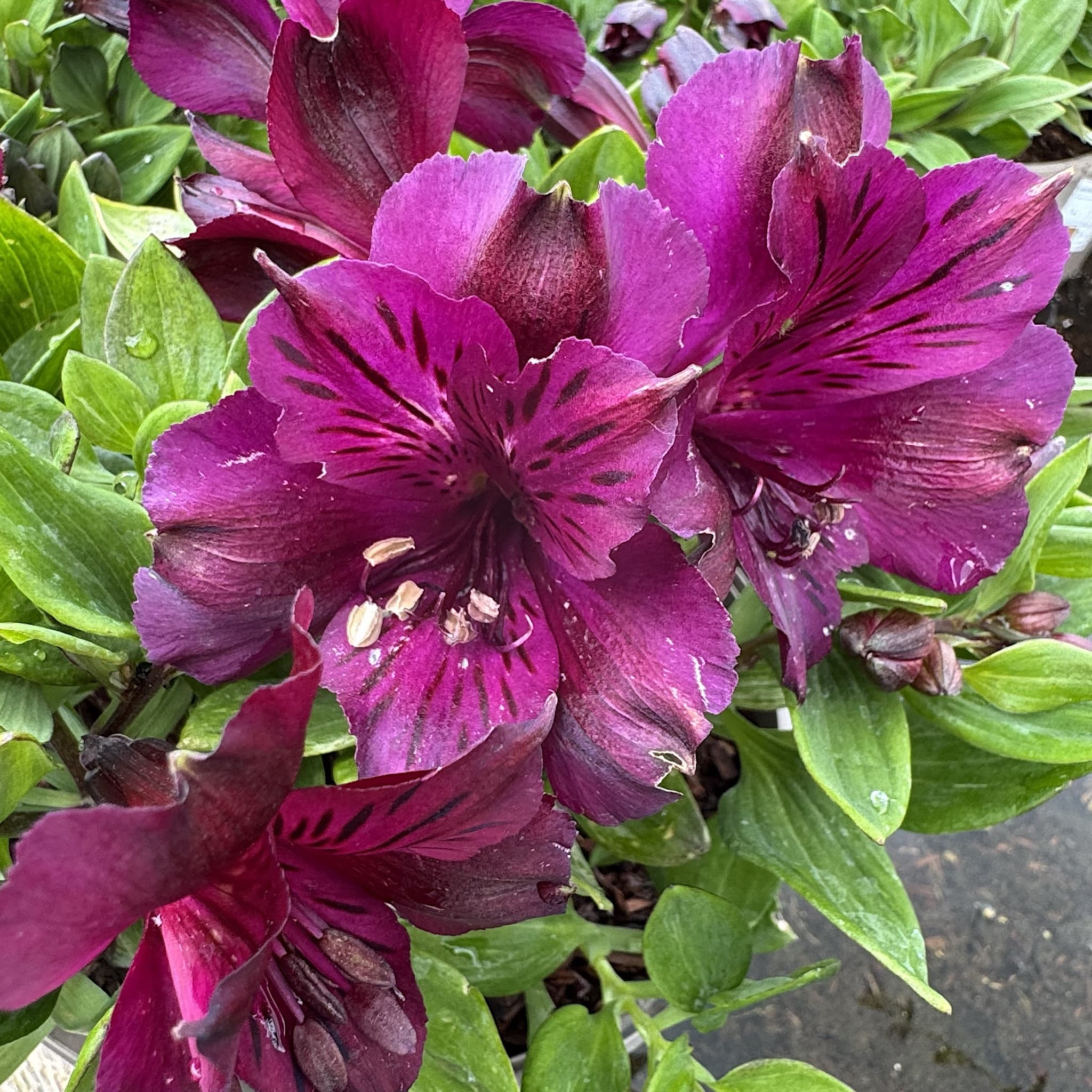 Alstroemeria inticancha 'Paraiso'