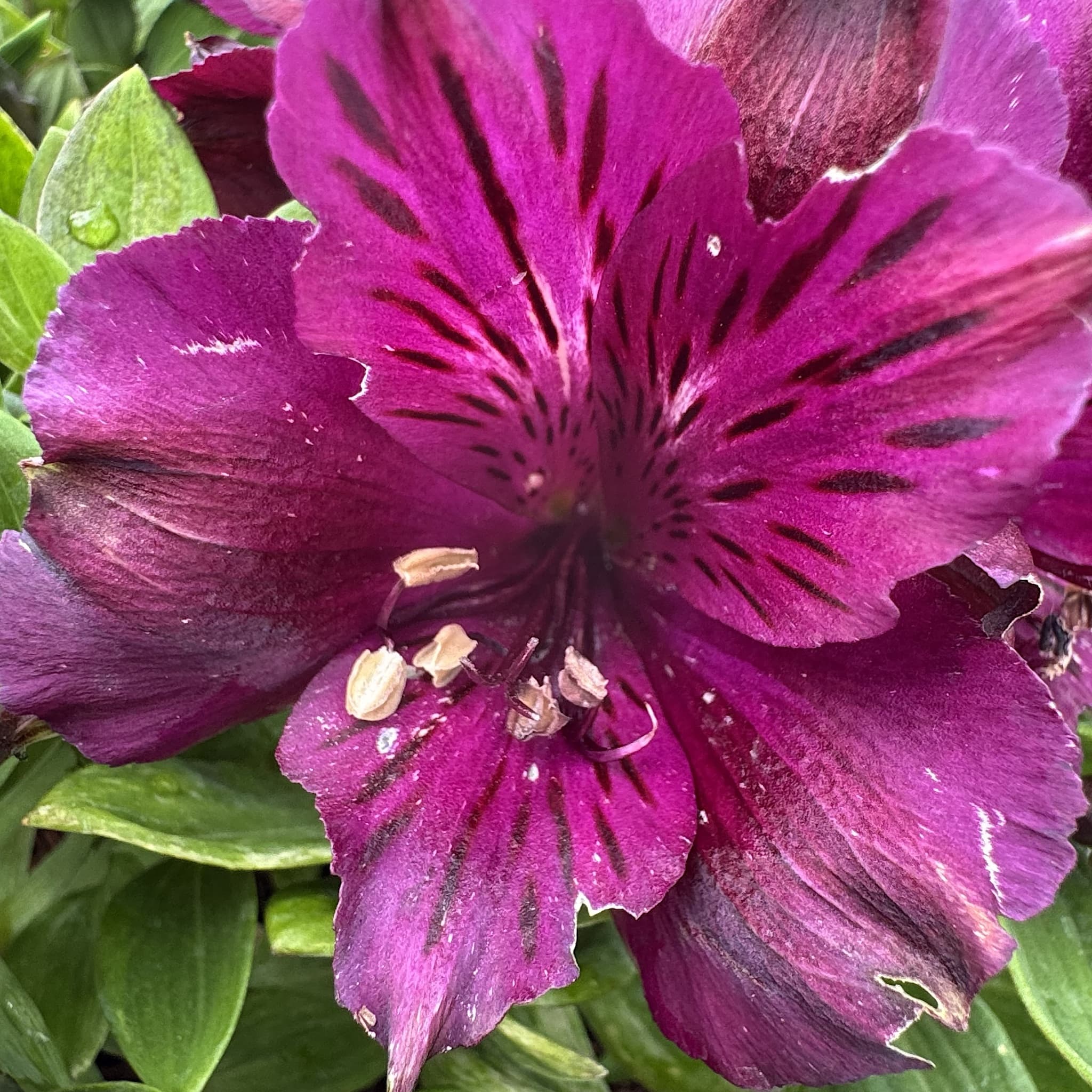 Alstroemeria inticancha 'Paraiso'