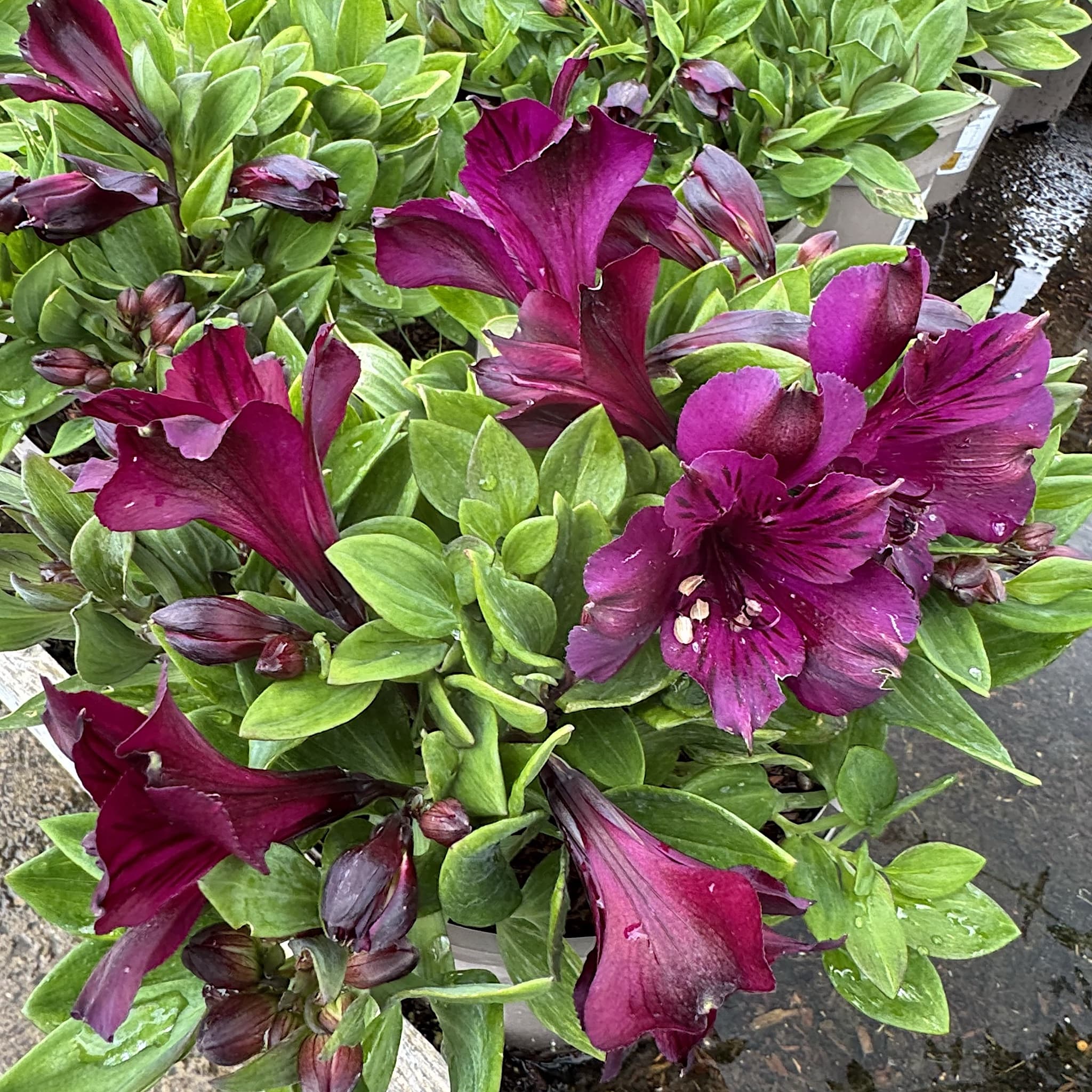 Alstroemeria inticancha 'Paraiso'