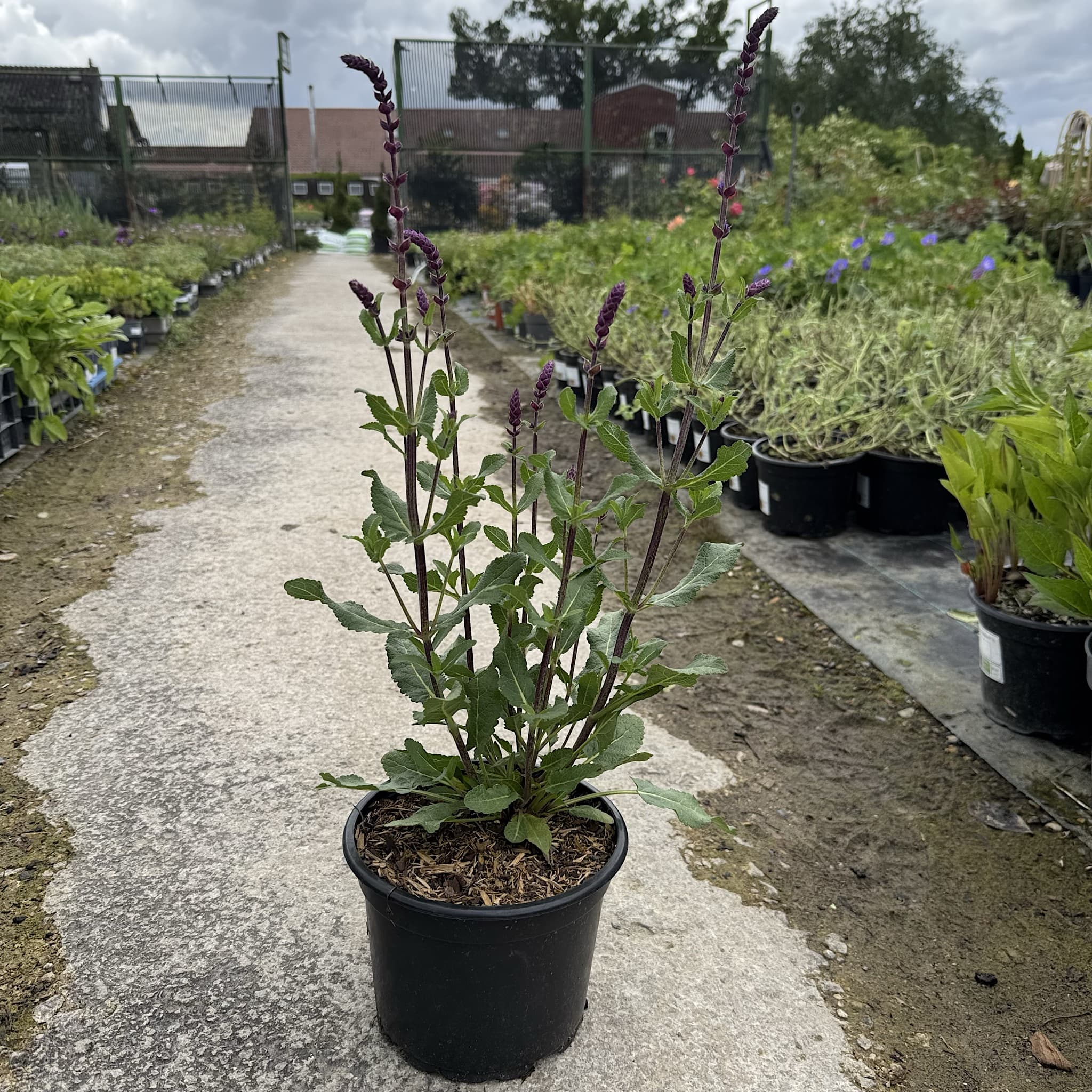 Salvia nem 'Caradonna'