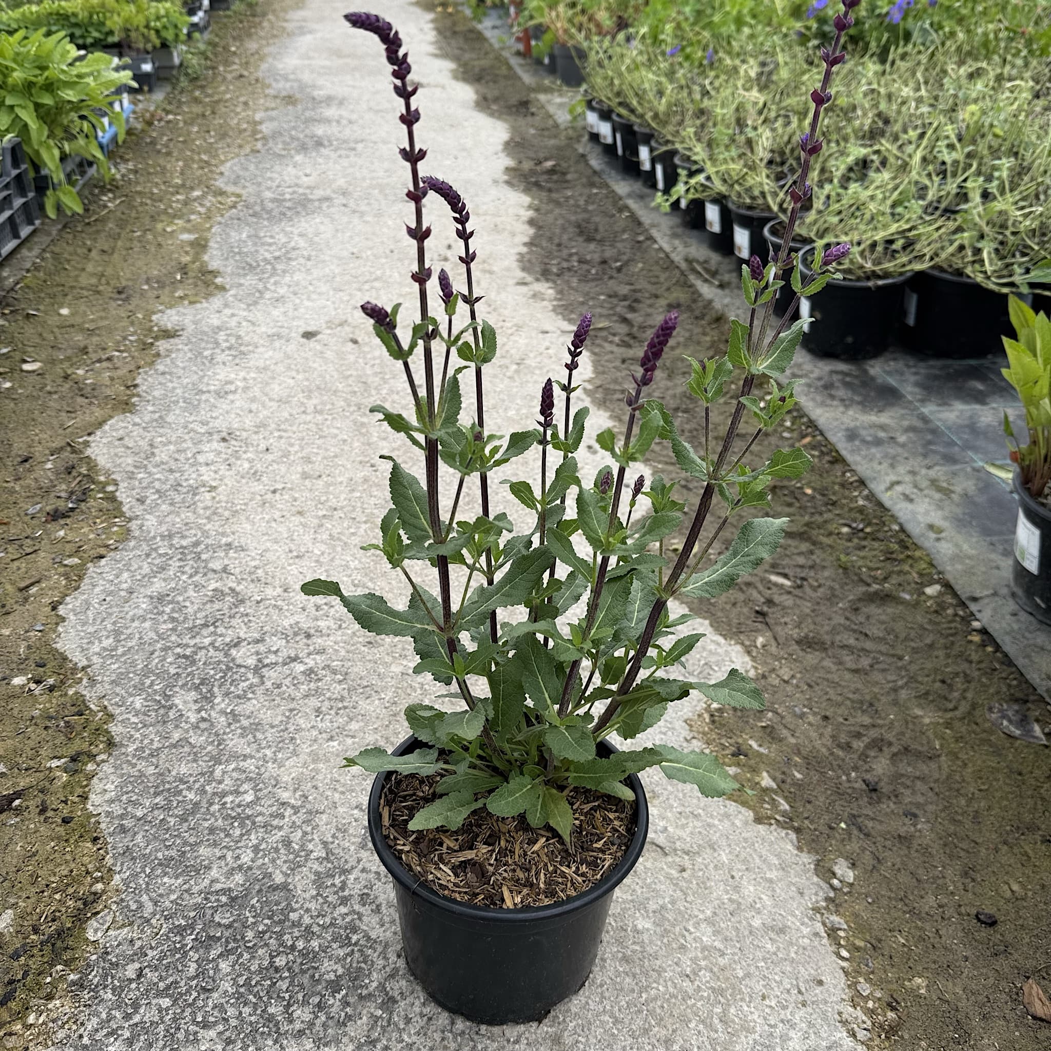 Salvia nem 'Caradonna'