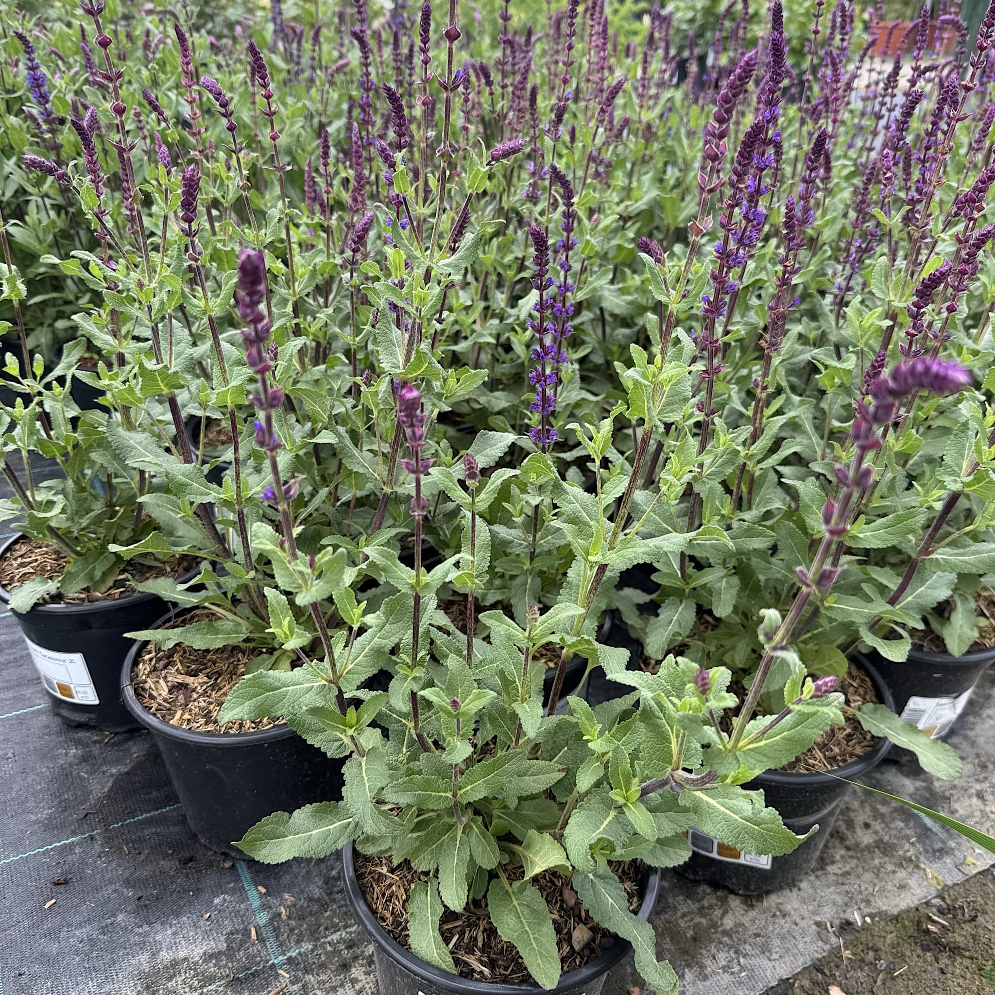 Salvia nem 'Caradonna'