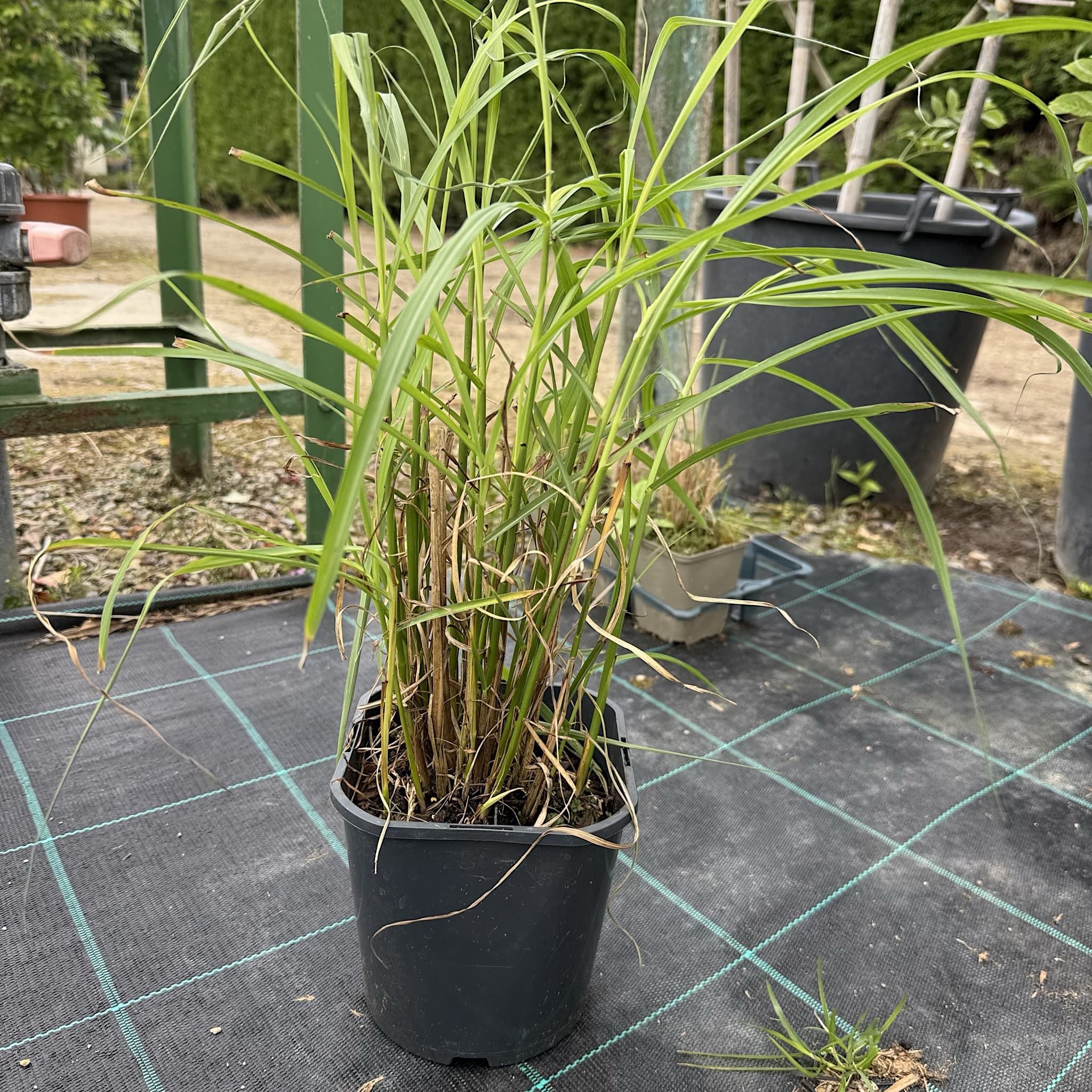 Miscanthus sin. 'Ferner Osten'