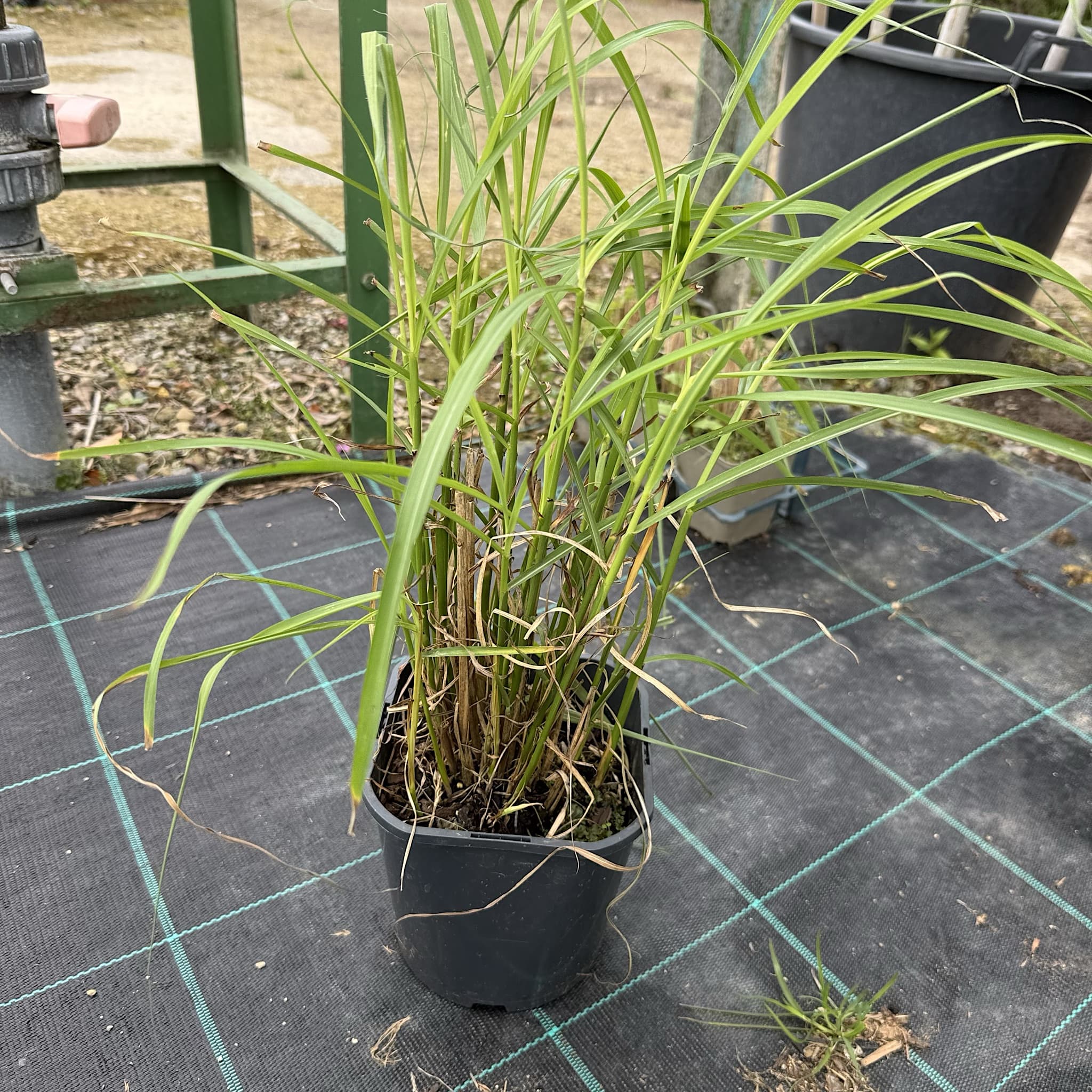 Miscanthus sin. 'Ferner Osten'