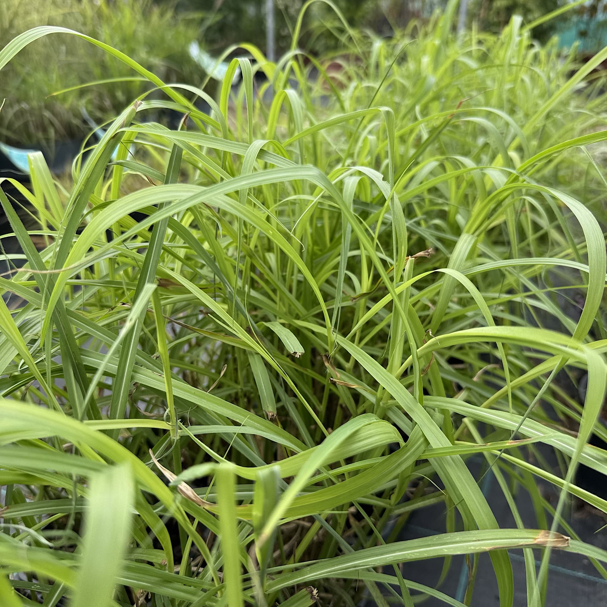 Miscanthus sin. 'Ferner Osten'