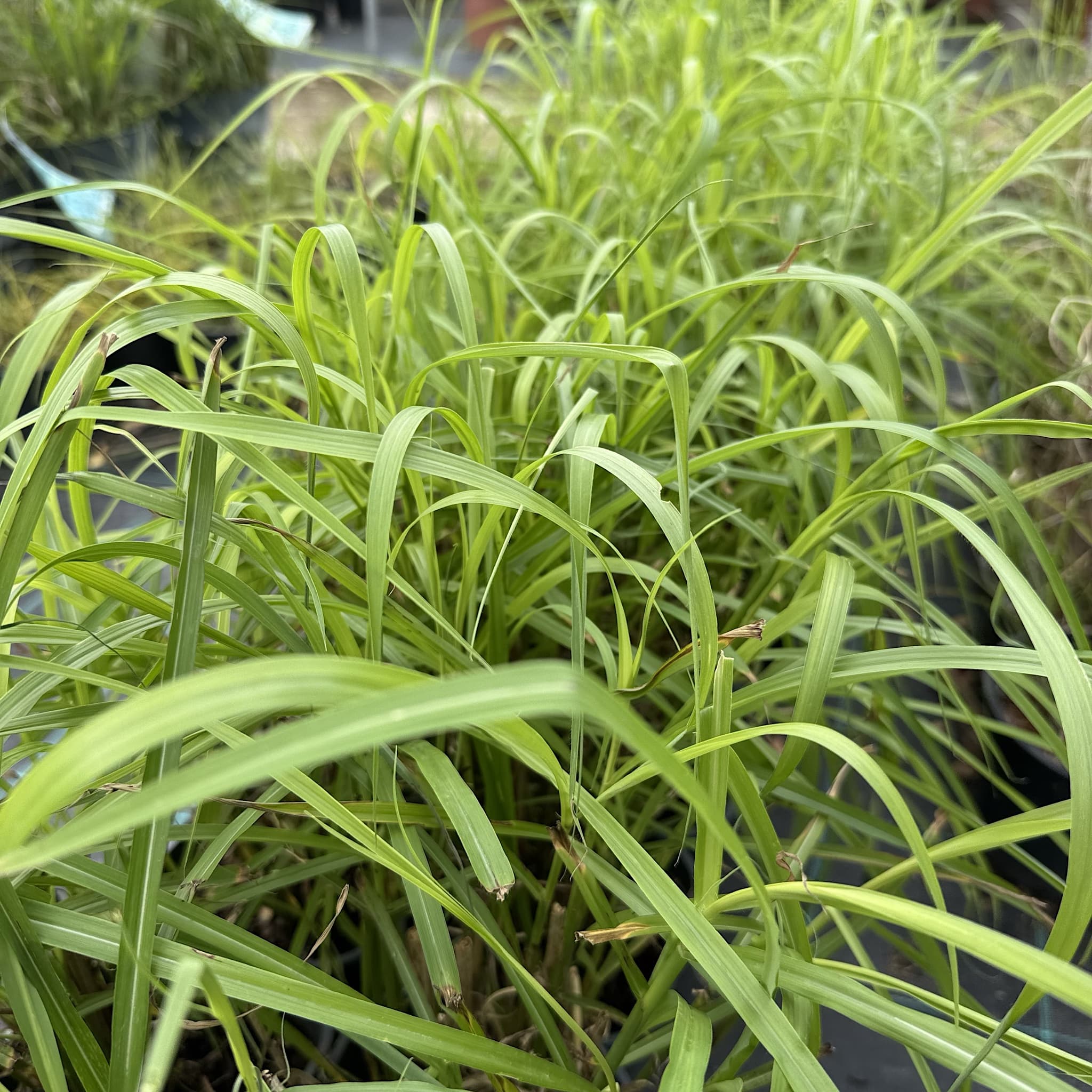 Miscanthus sin. 'Ferner Osten'