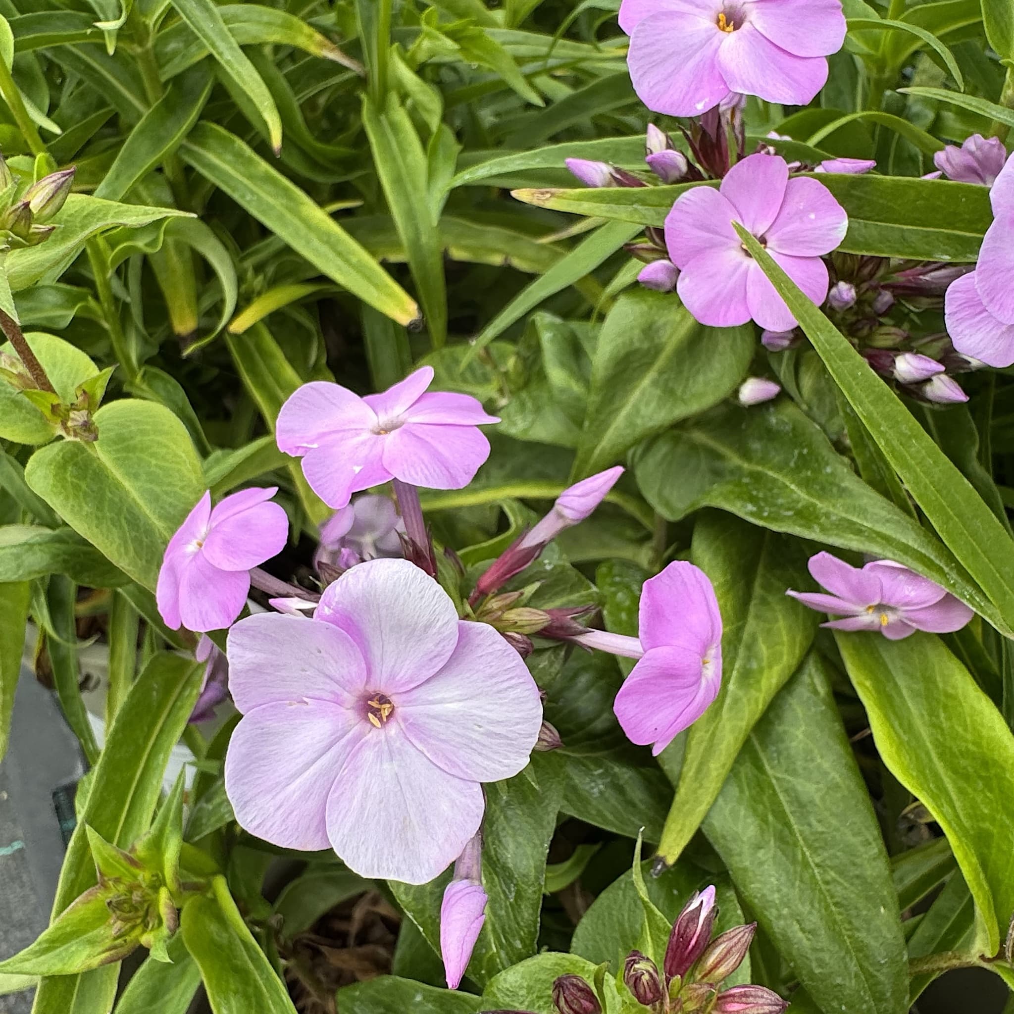 Phlox 'Fashionably Early Lavender Ice'