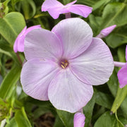 Phlox 'Fashionably Early Lavender Ice'