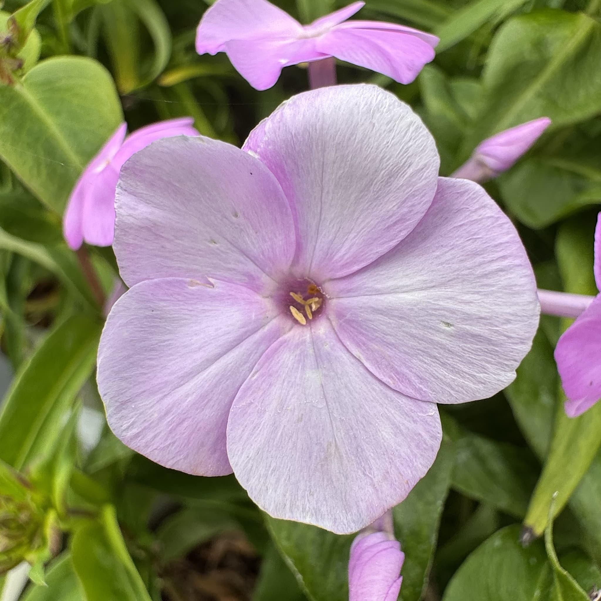 Phlox 'Fashionably Early Lavender Ice'