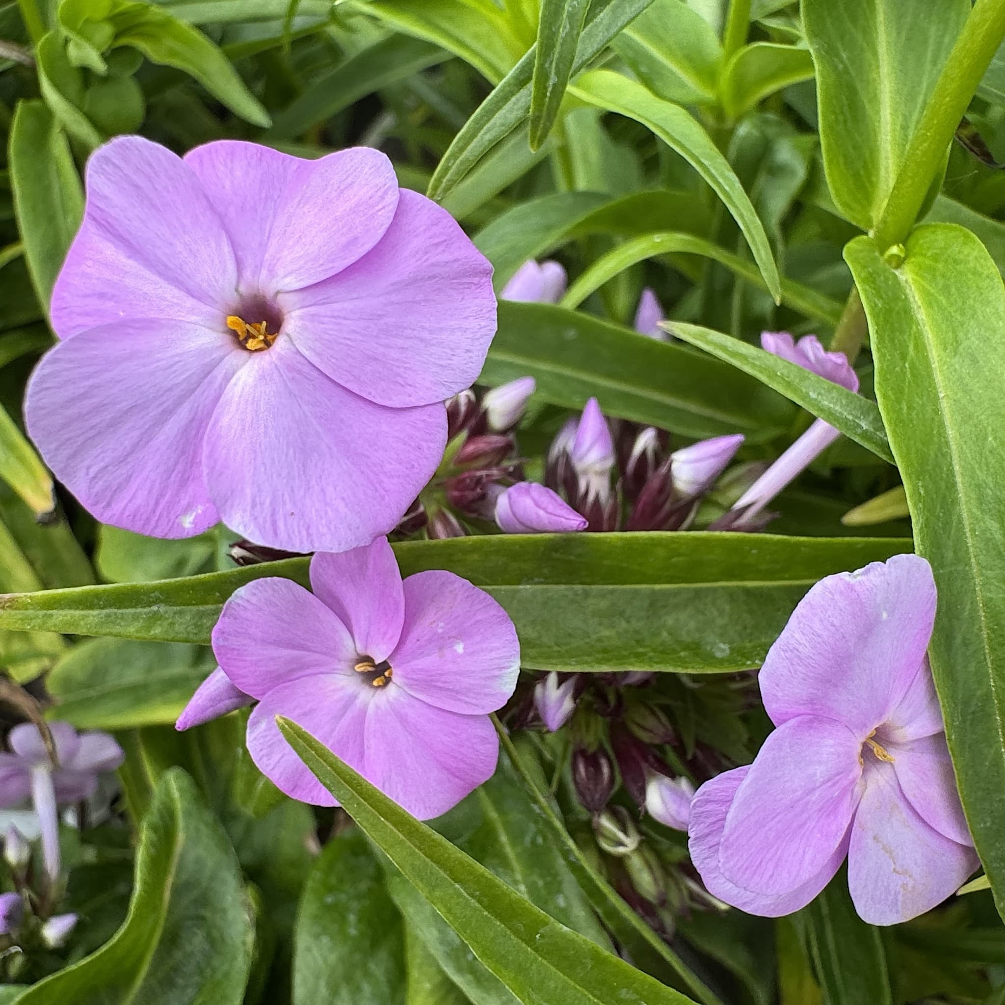 Phlox 'Fashionably Early Lavender Ice'