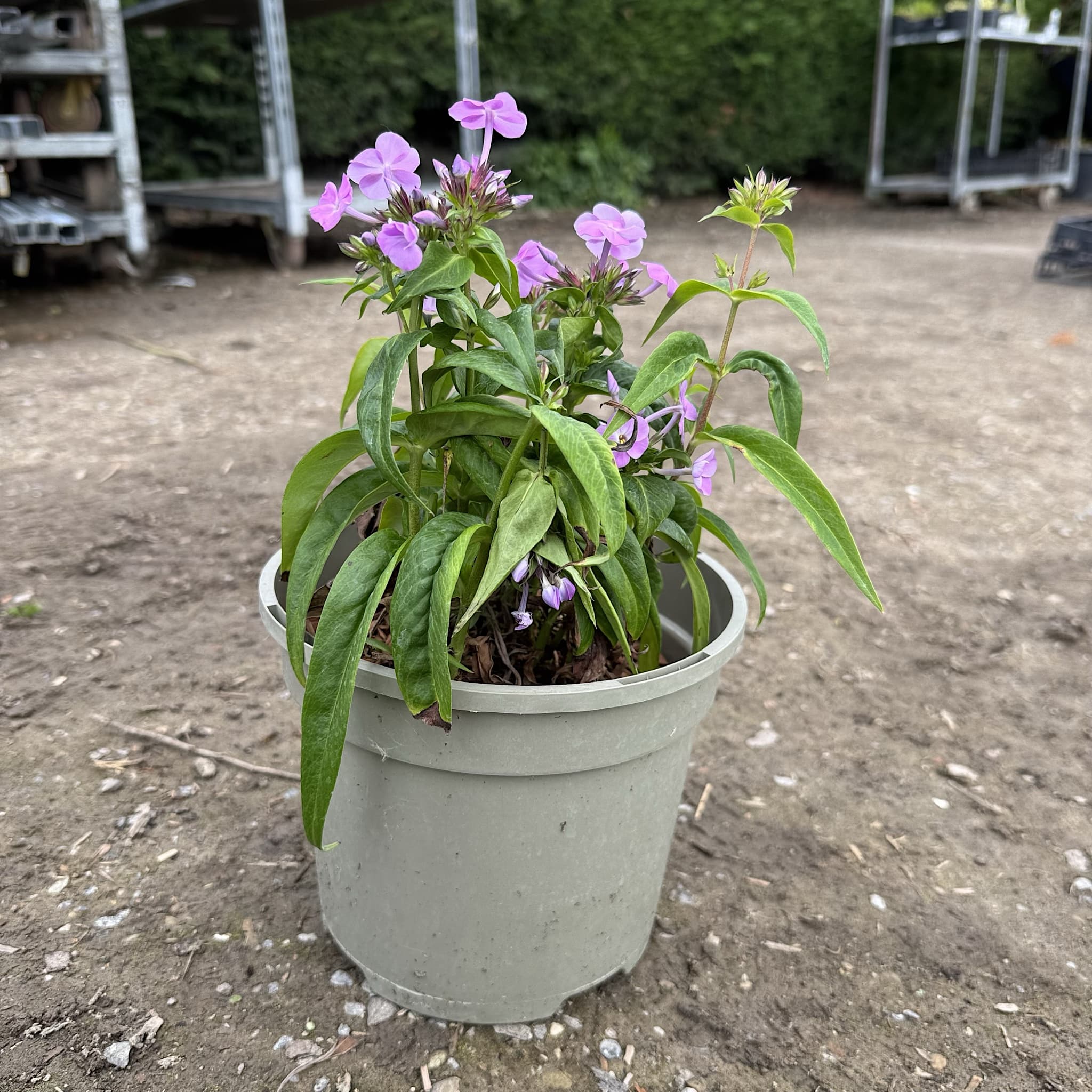 Phlox 'Fashionably Early Lavender Ice'