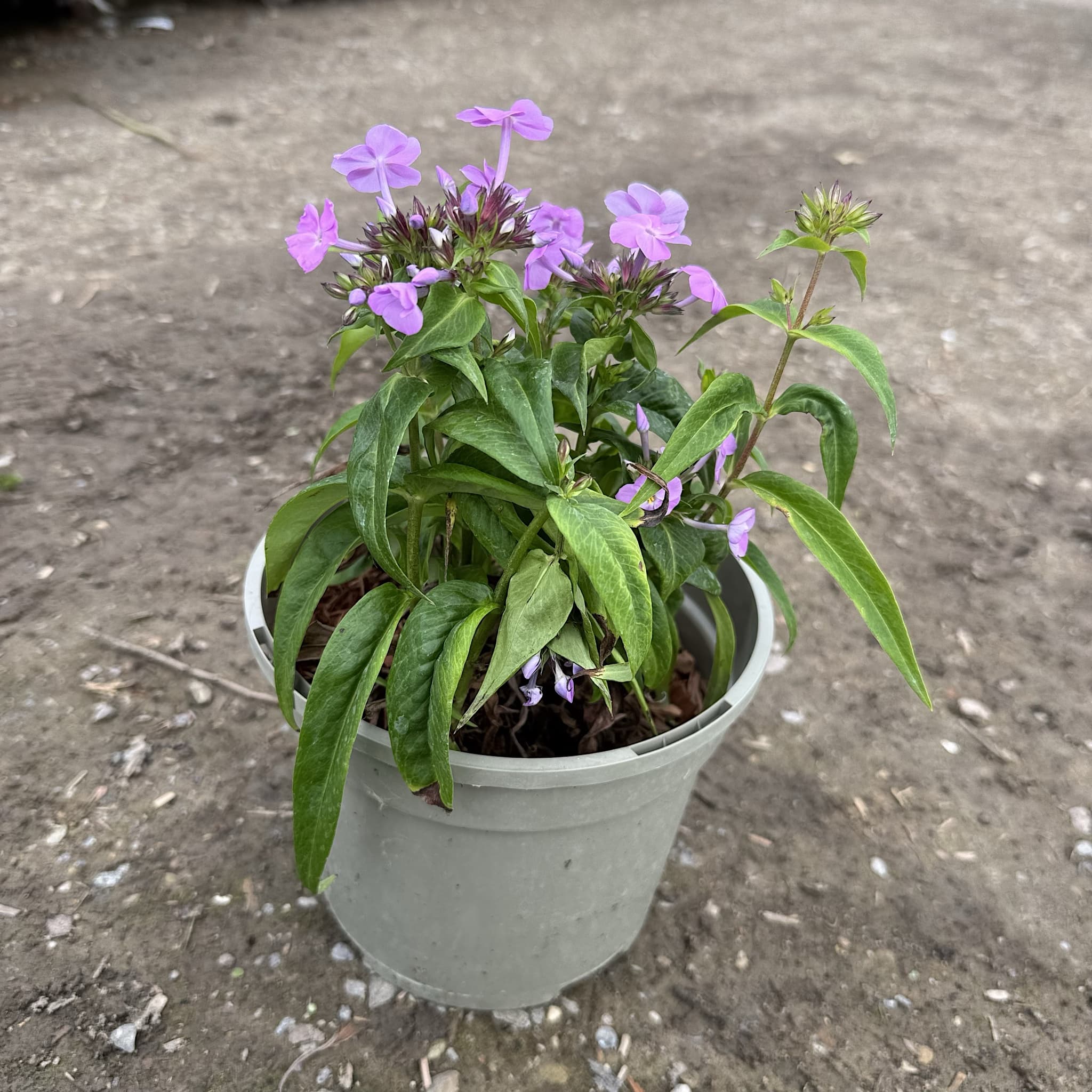 Phlox 'Fashionably Early Lavender Ice'