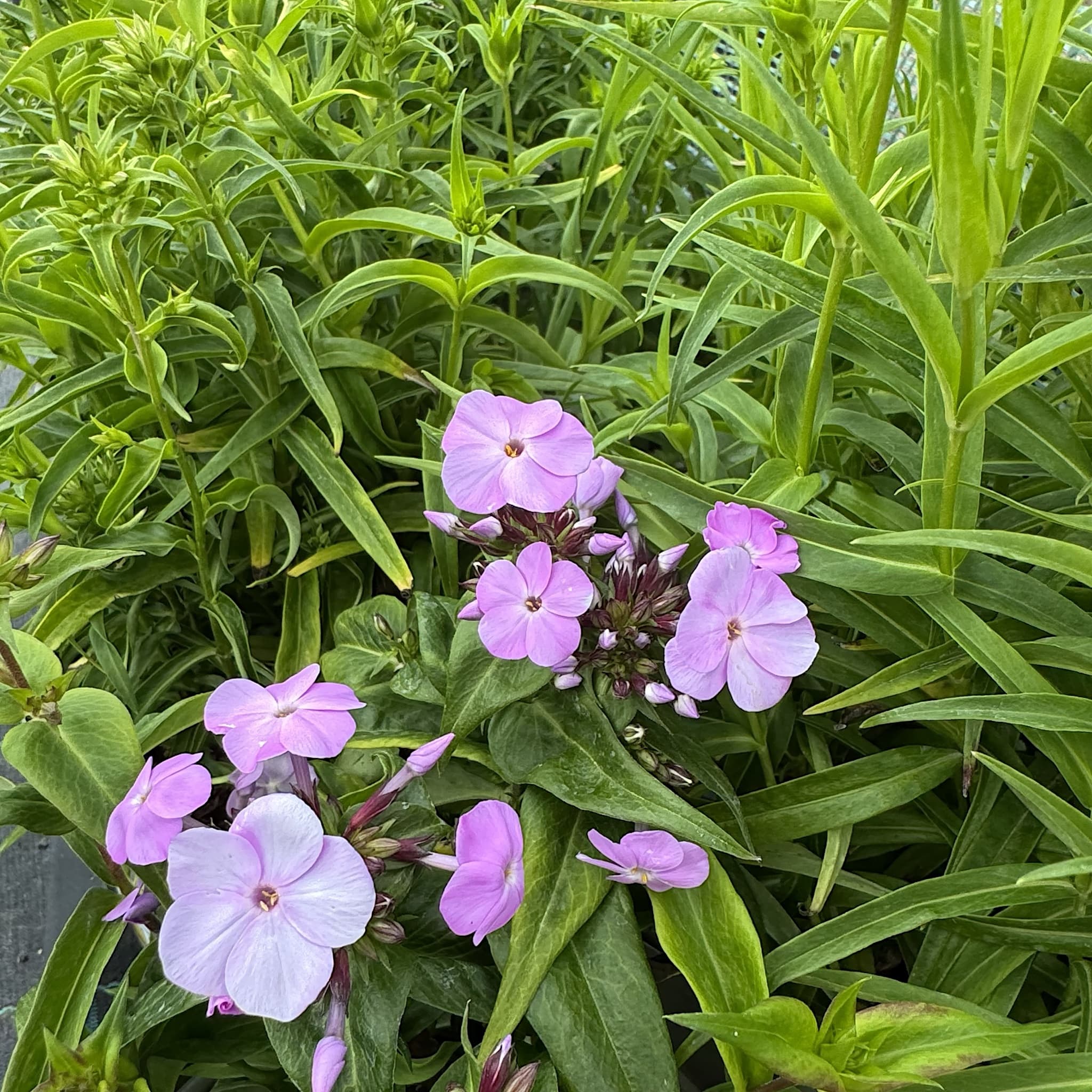 Phlox 'Fashionably Early Lavender Ice'