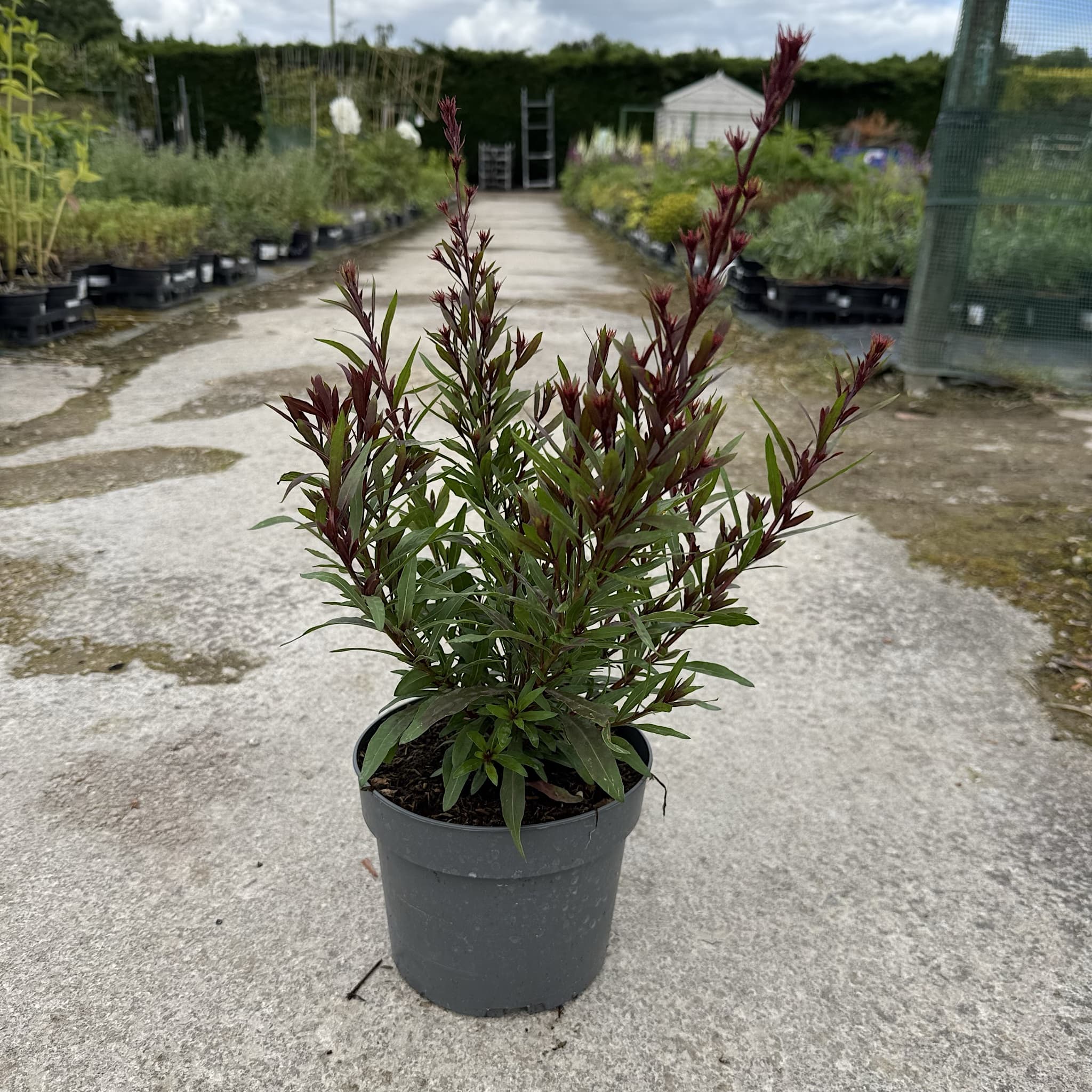 Gaura lind. 'Rose'