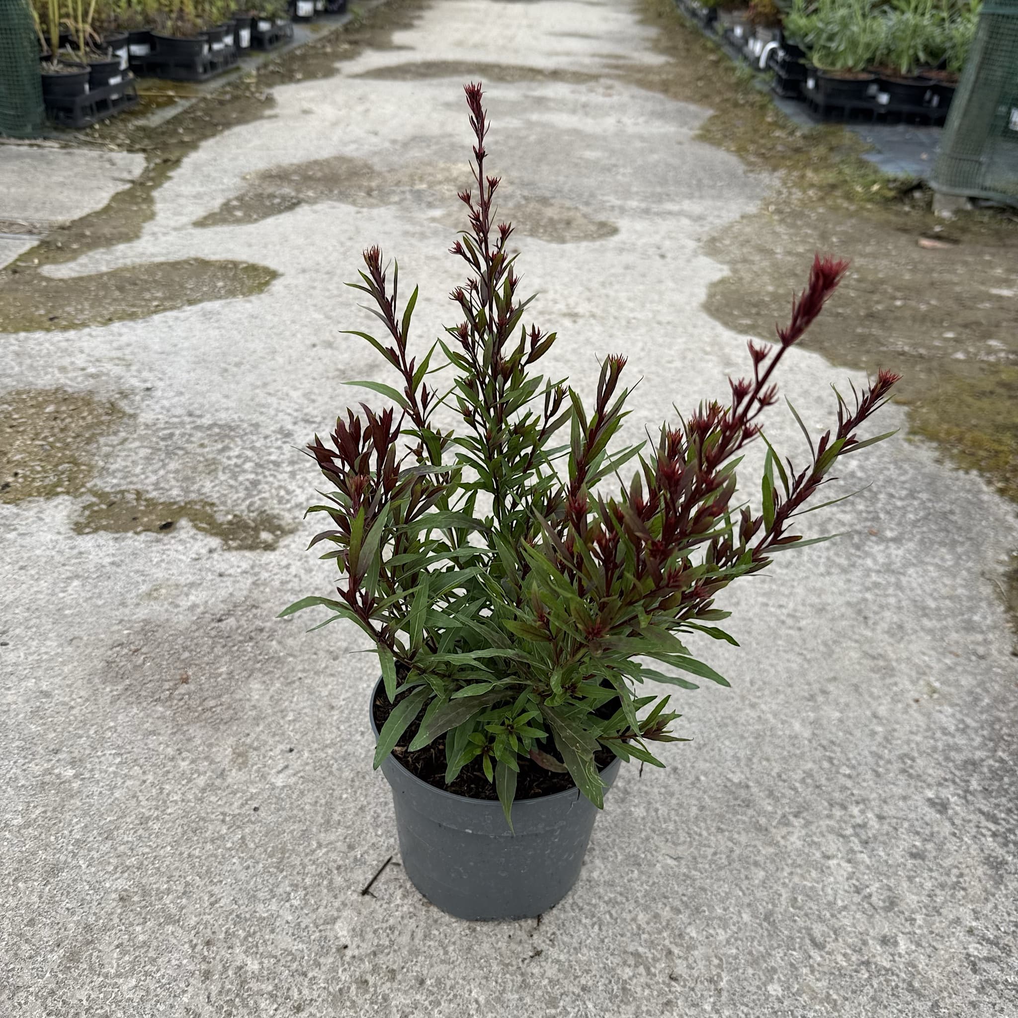 Gaura lind. 'Rose'