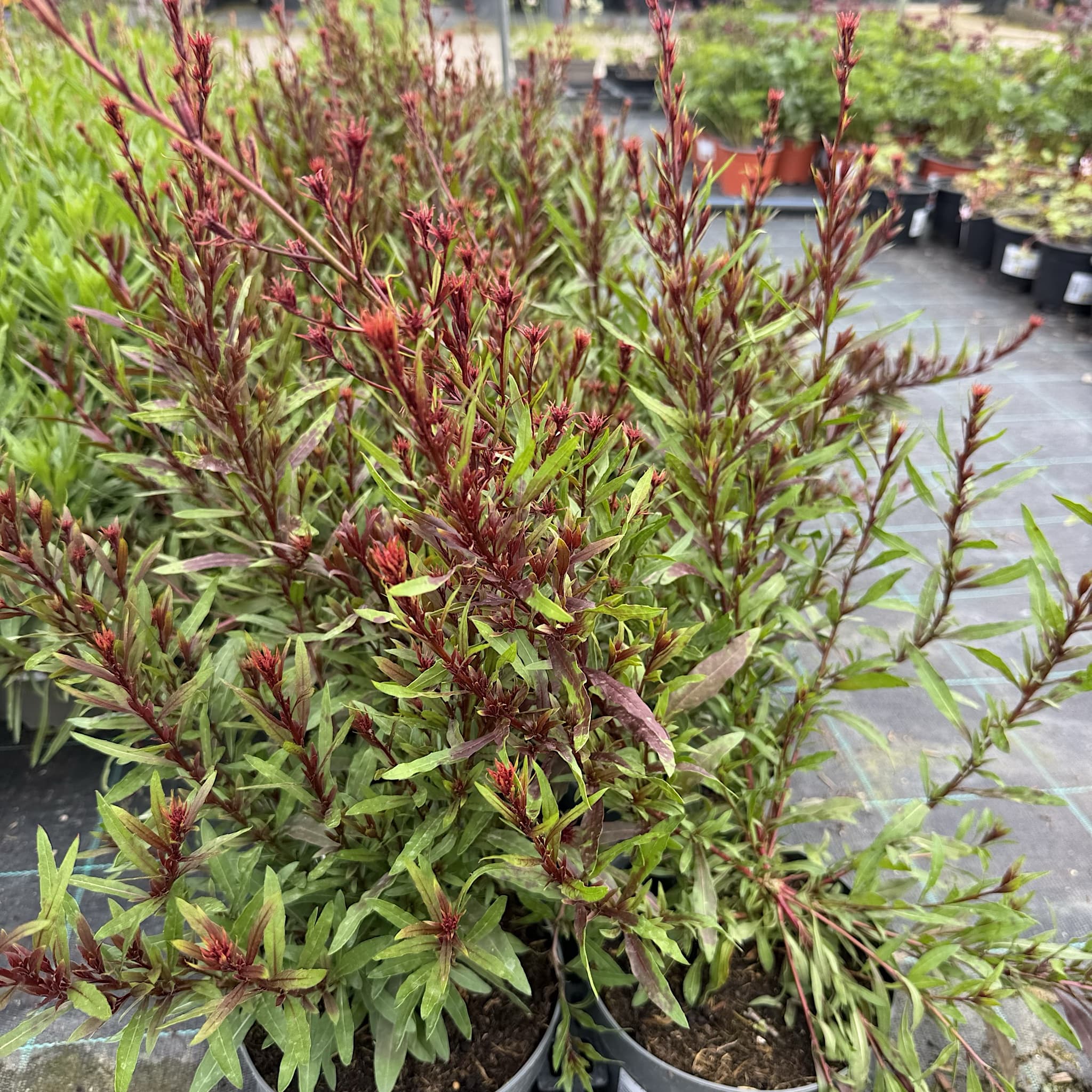 Gaura lind. 'Rose'