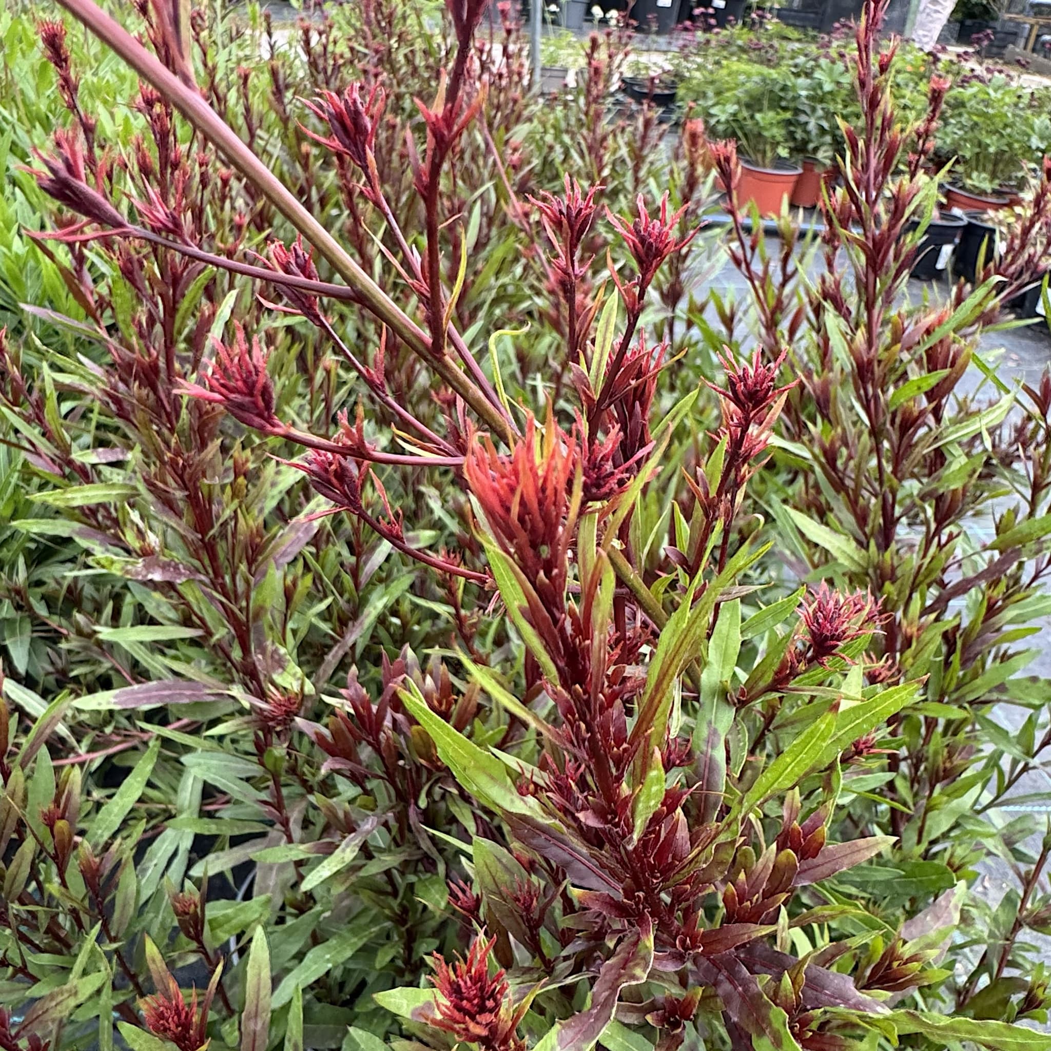 Gaura lind. 'Rose'