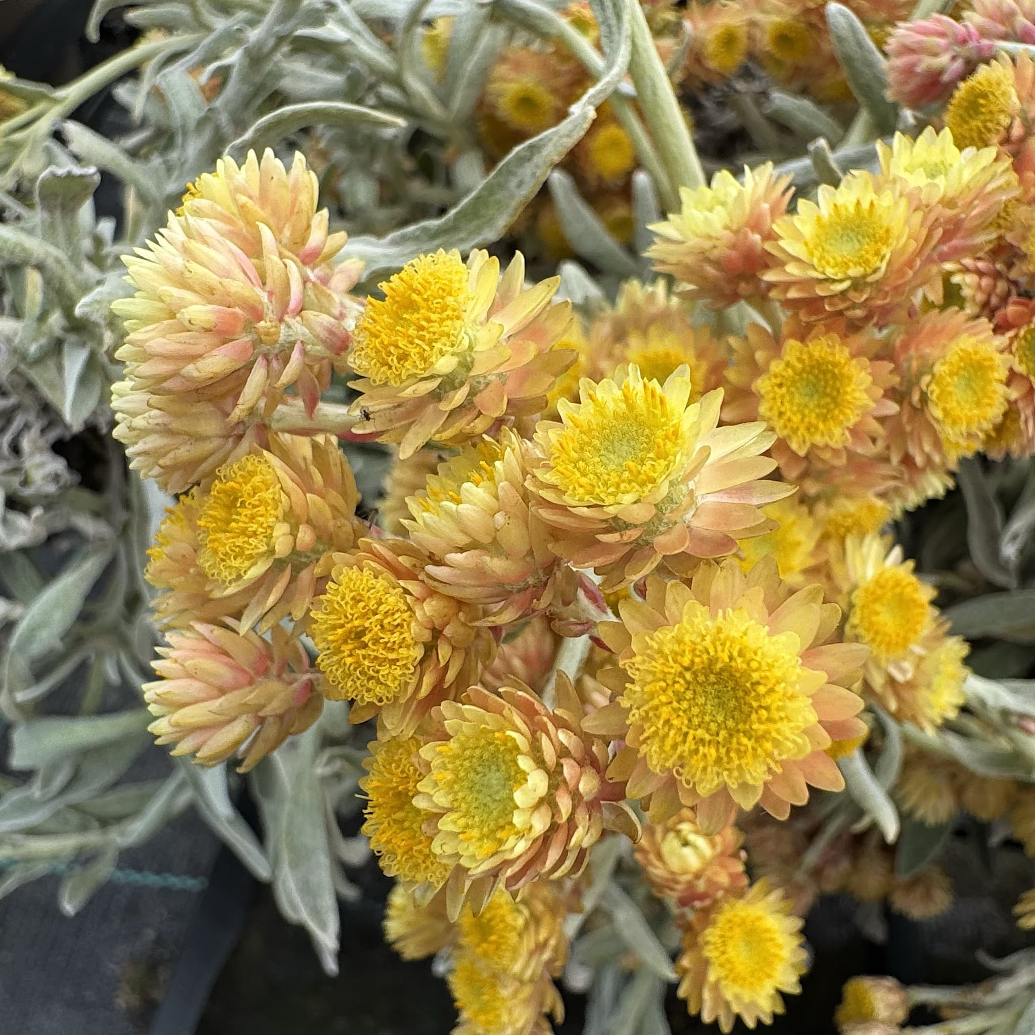 Helichrysum 'Ruby Cluster'