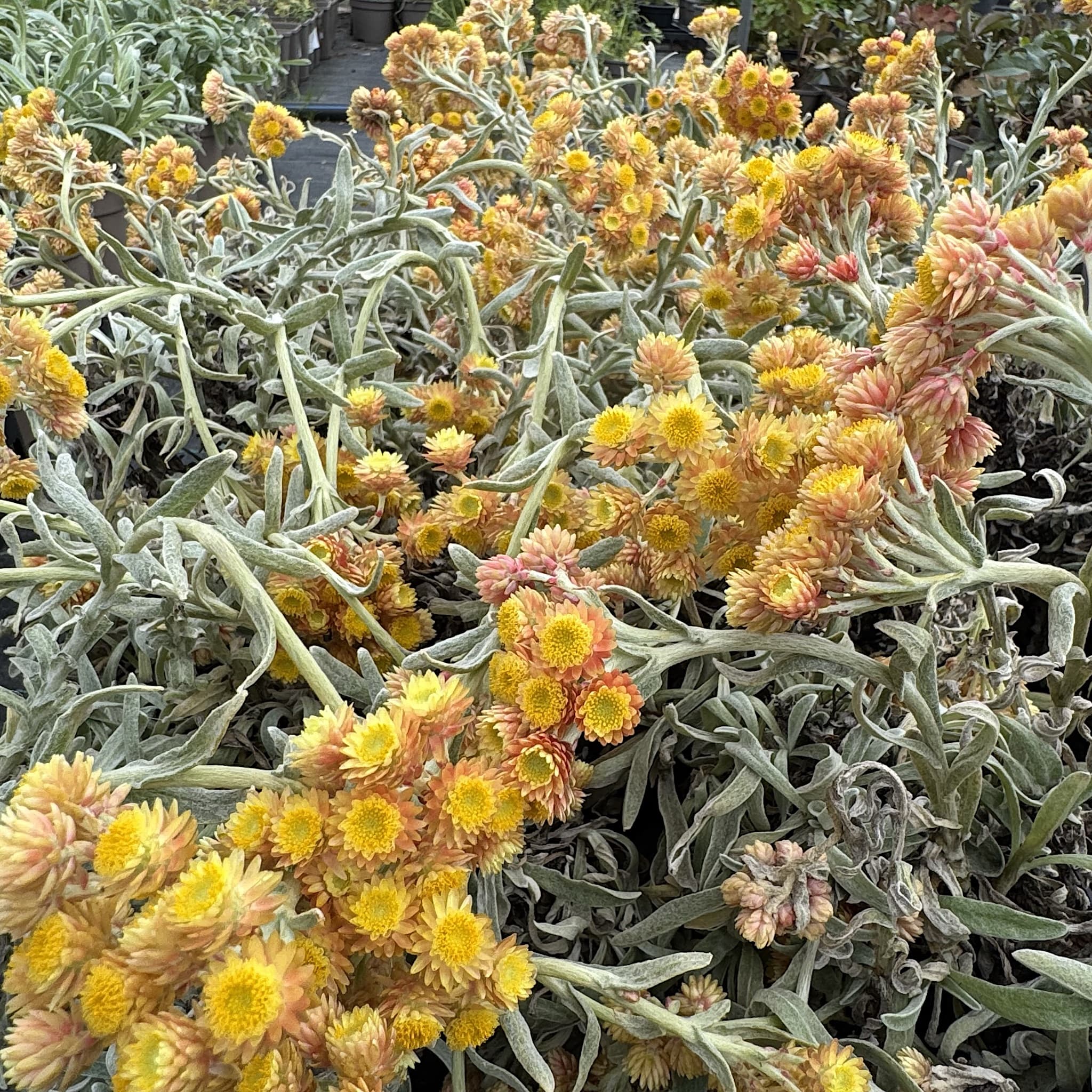 Helichrysum 'Ruby Cluster'