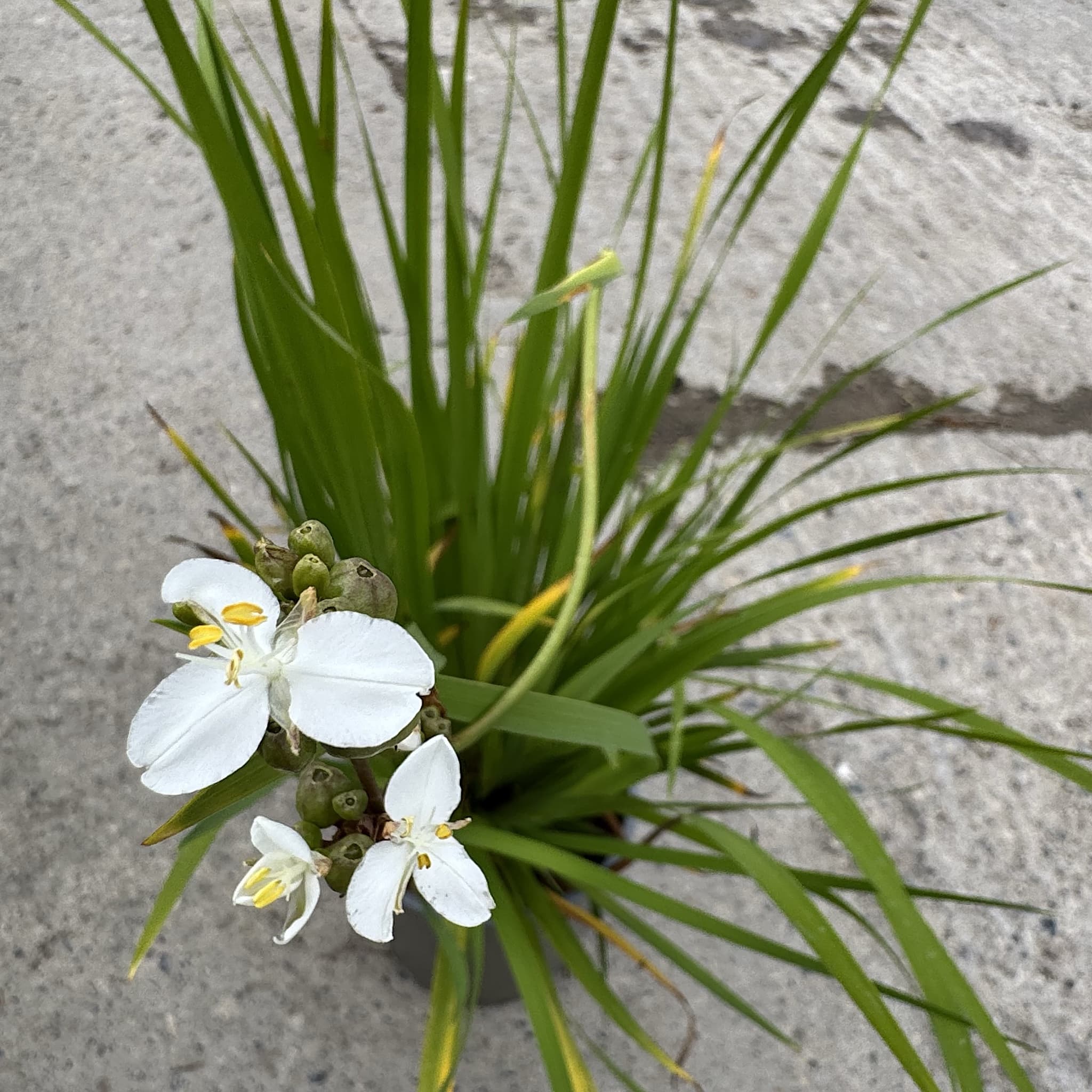 Libertia grandiflora