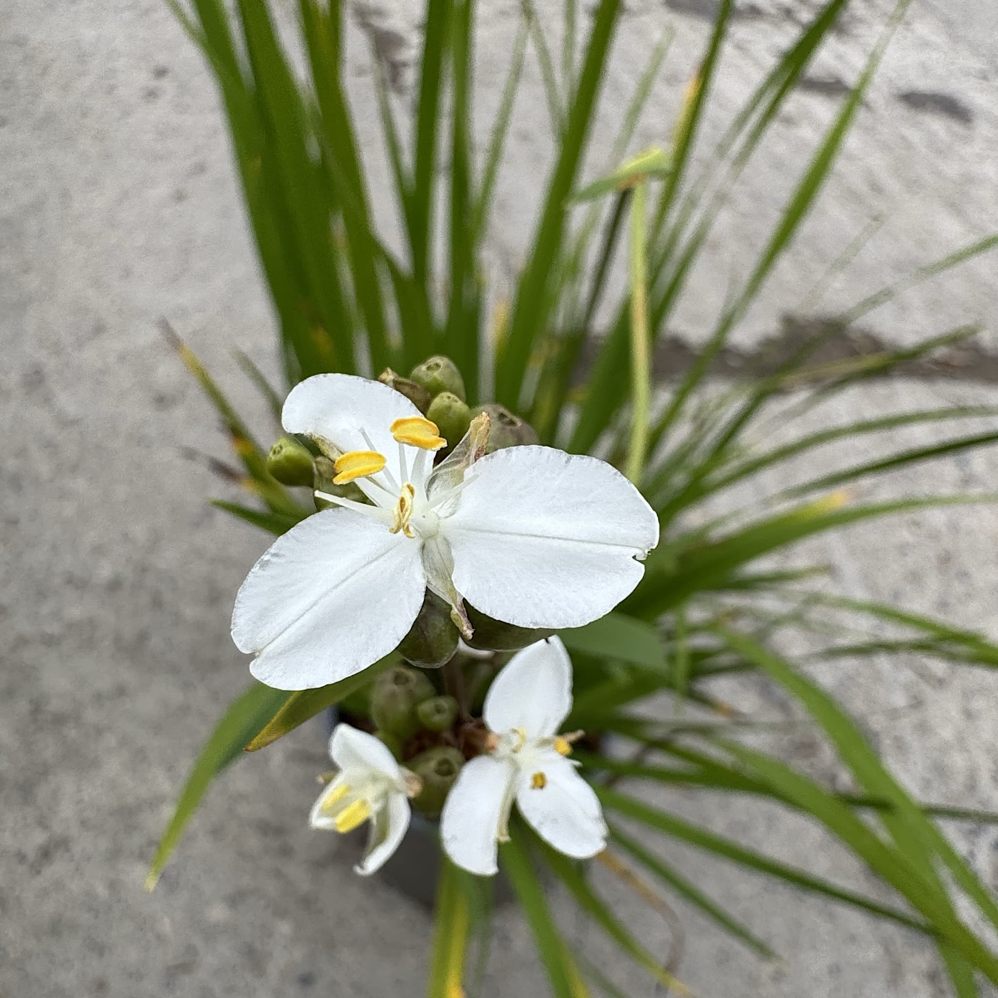 Libertia grandiflora