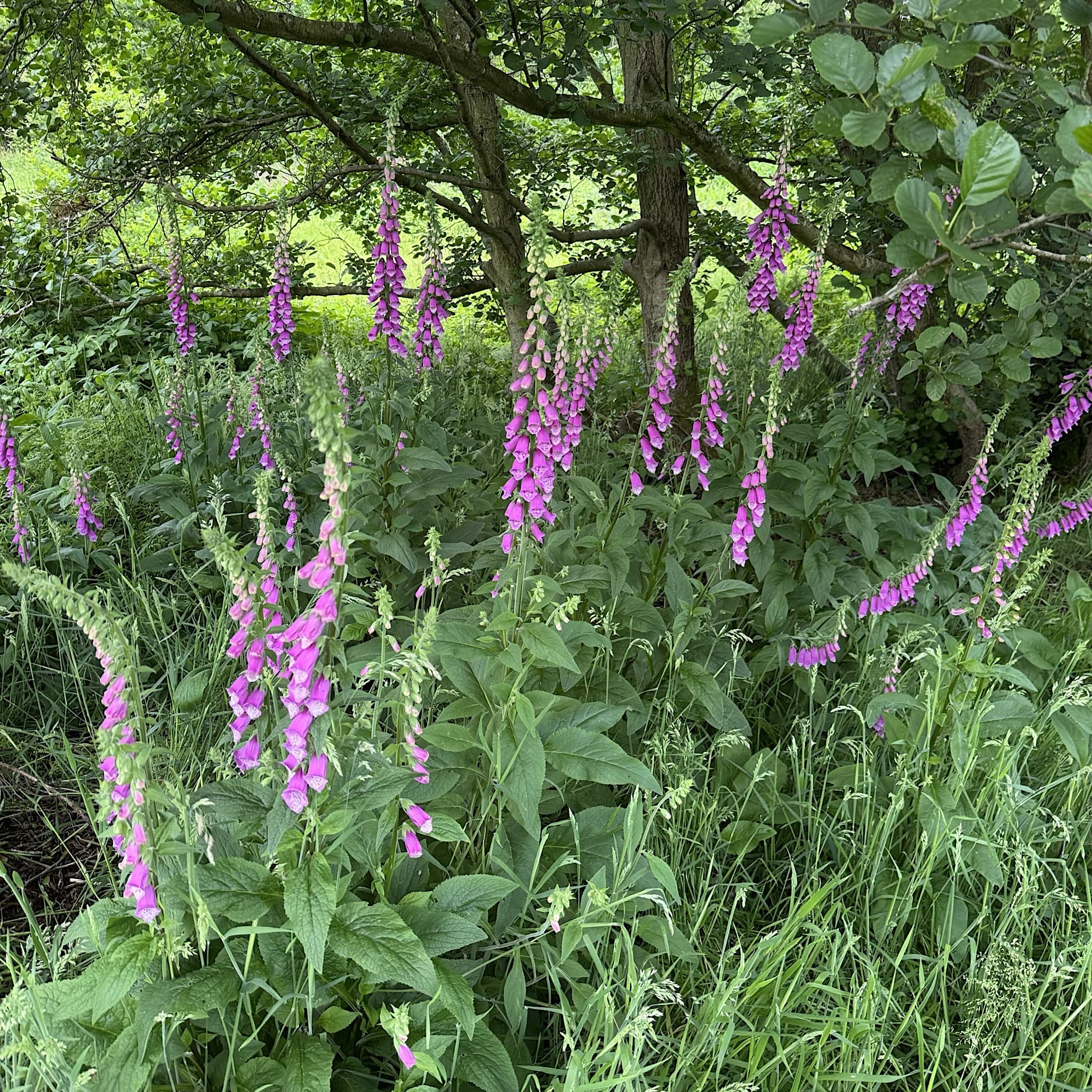Digitalis purpurea