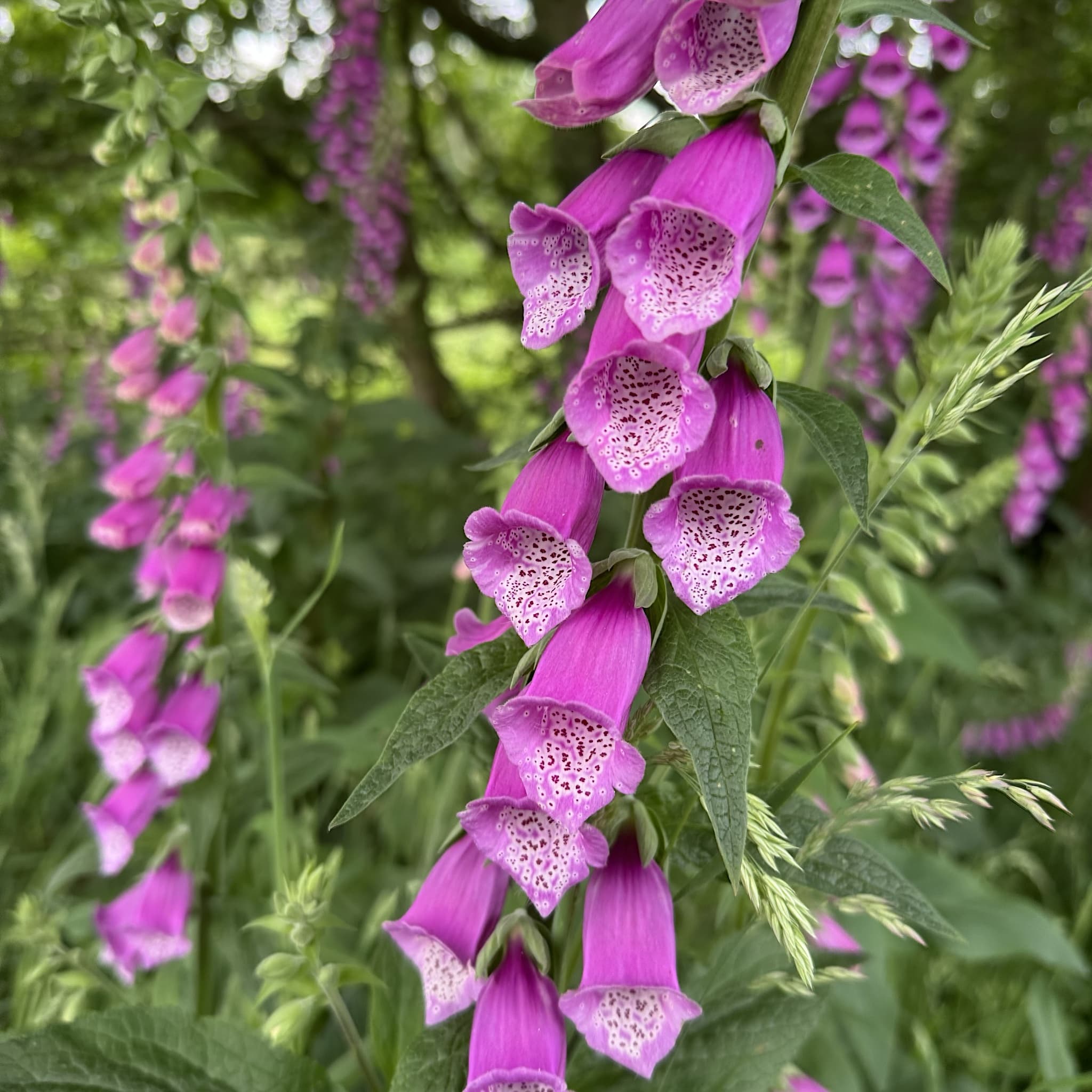 Digitalis purpurea