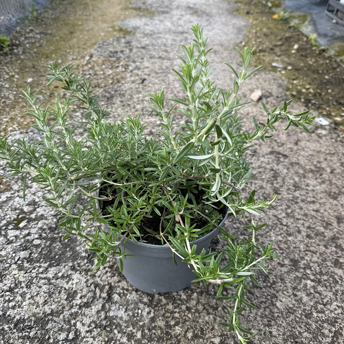 Rosmarinus 'Blue Cascade'