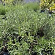 Rosmarinus 'Blue Cascade'