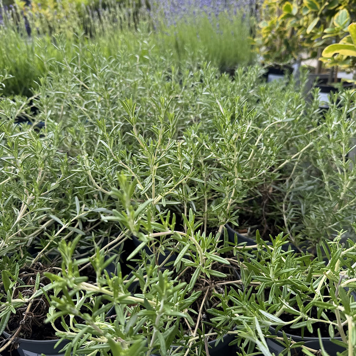 Rosmarinus 'Blue Cascade'