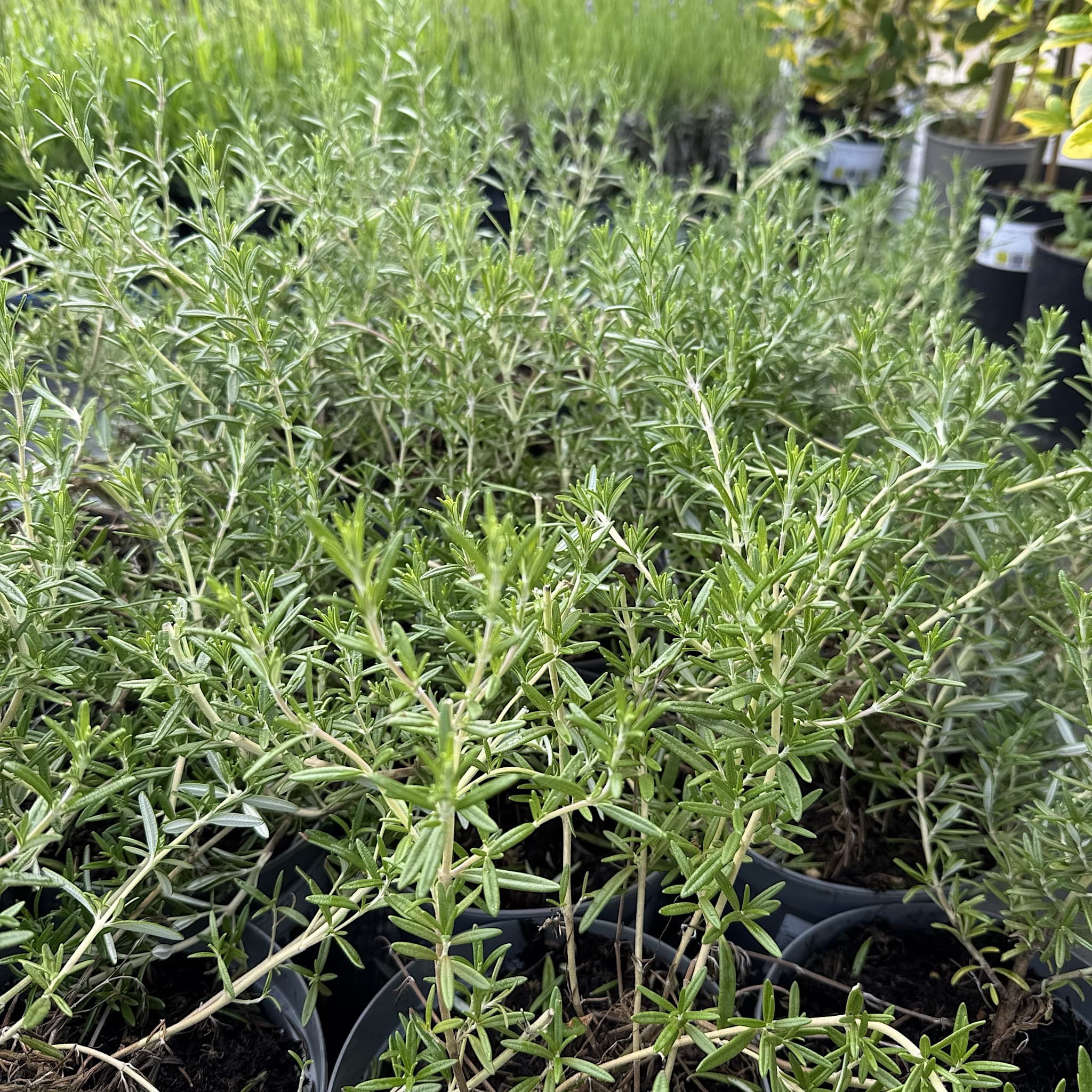 Rosmarinus 'Blue Cascade'